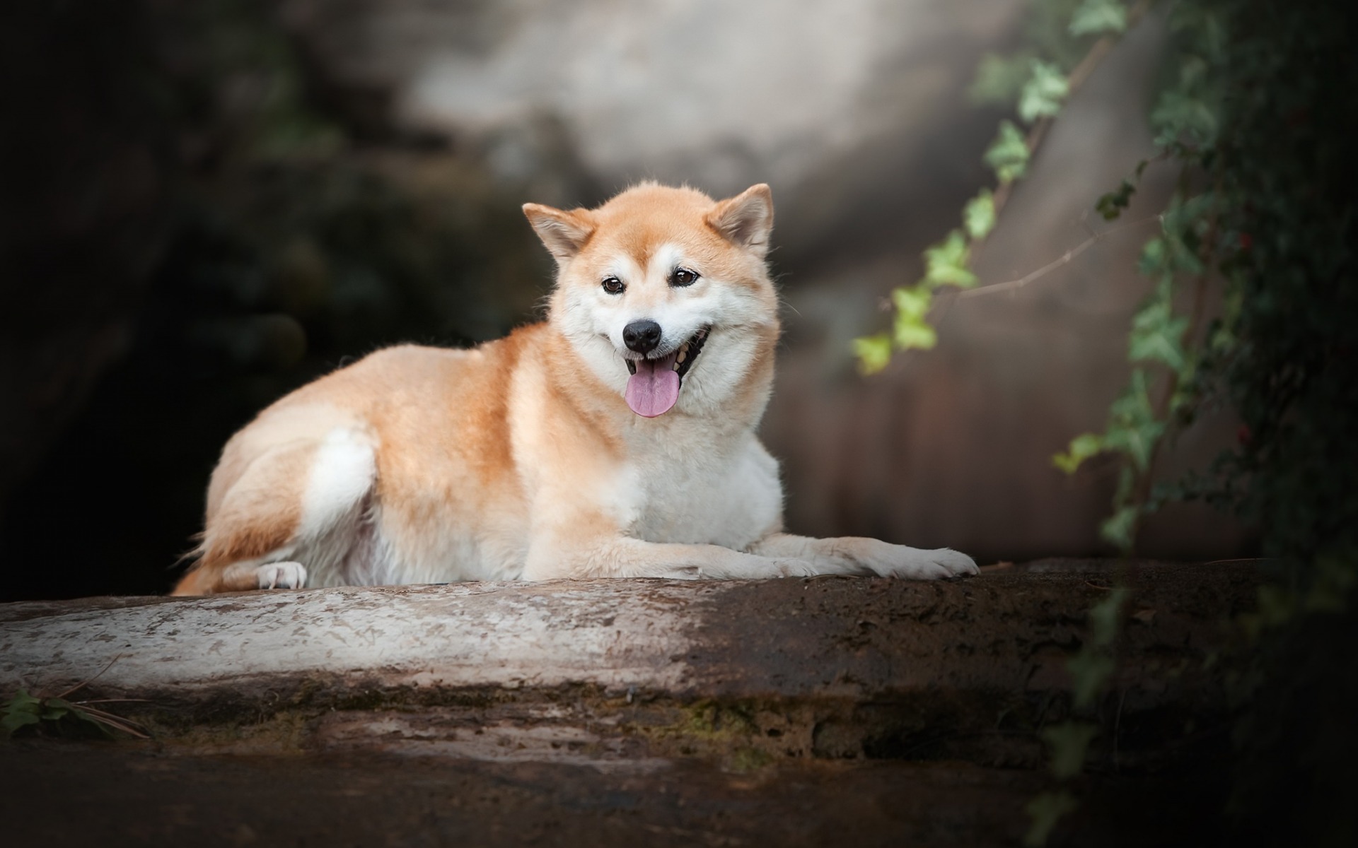 Akita Inu, Big Ginger Dog, Forest, Tree, Pets, Dogs, - Shiba Inu - HD Wallpaper 
