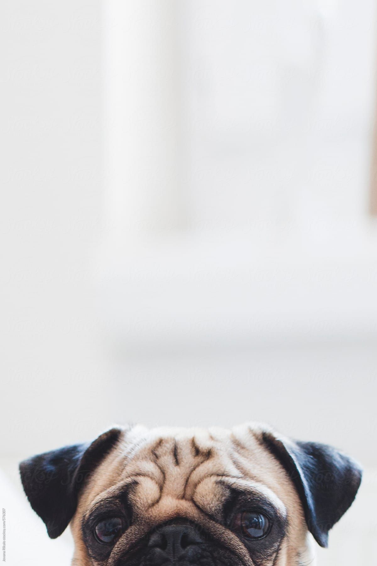 Pugs Wallpaper For Iphone - HD Wallpaper 