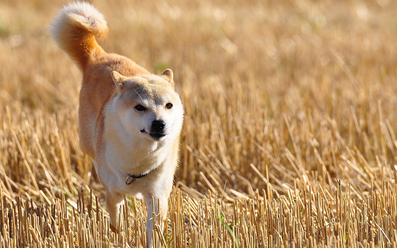 Shiba Inu Wallpaper 4k - HD Wallpaper 