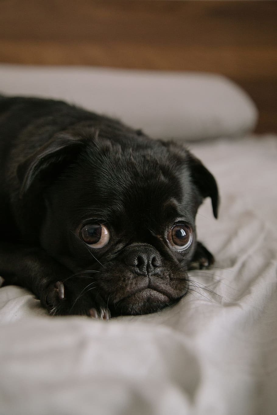 Black Pug Puppy, Calm, Toshi, Dog, Animal, Pet, Eye, - 大 眼 狗 - HD Wallpaper 