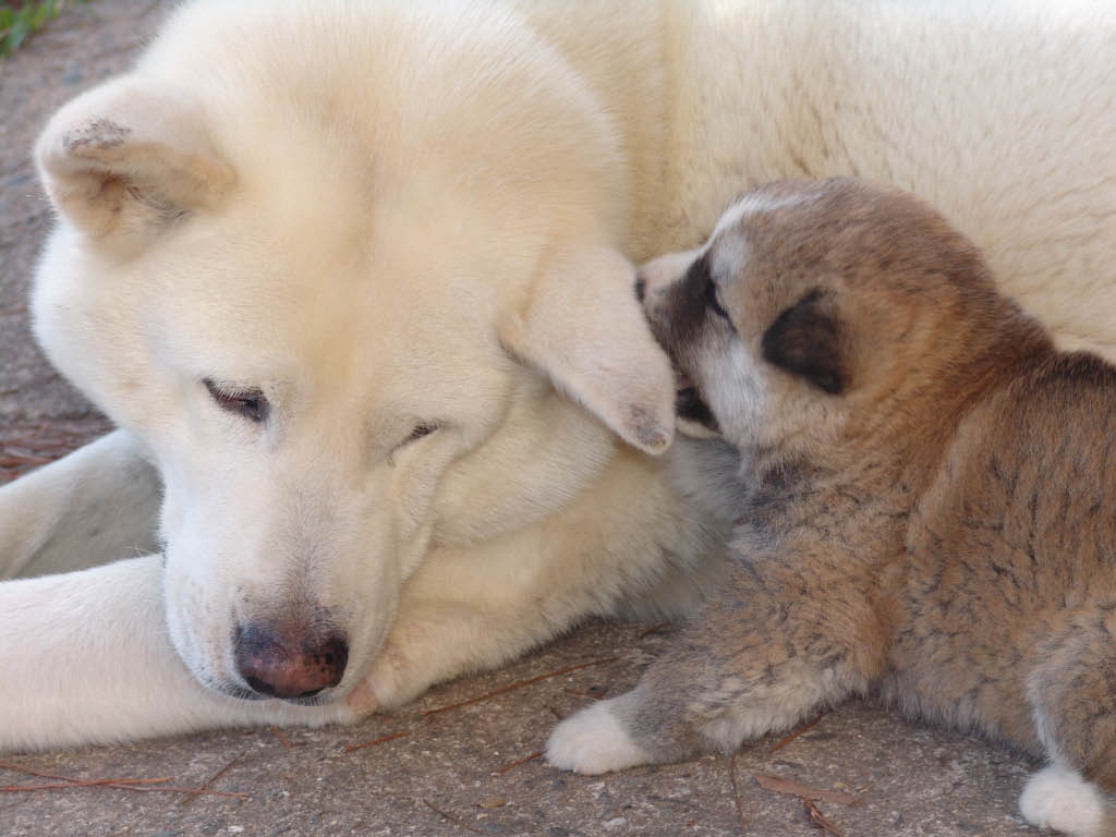 Japanese Akita Puppy With Mom - HD Wallpaper 