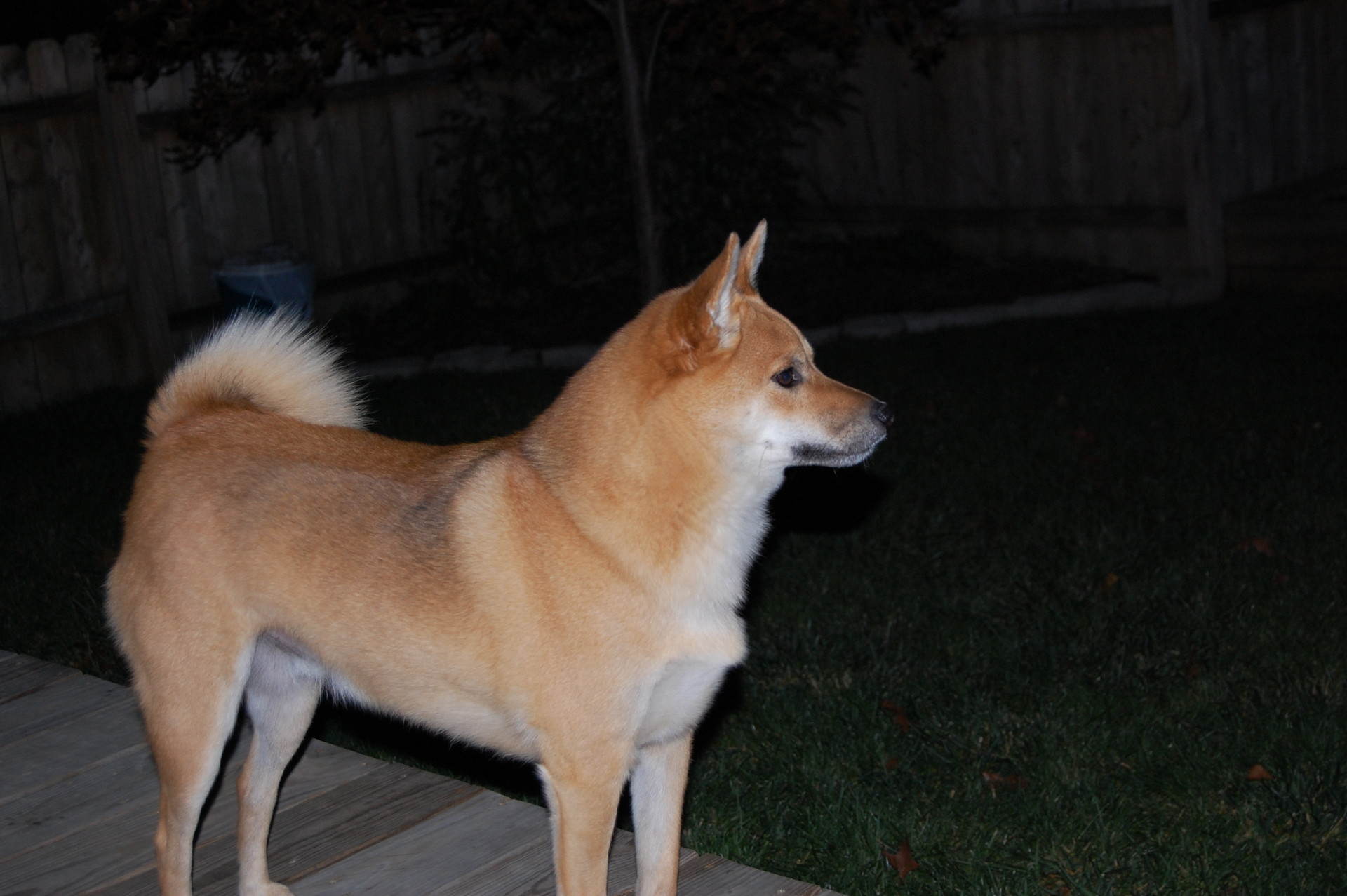 Shiba Inu Images My Shiba Inu Named Bear Hd Wallpaper - Hokkaido - HD Wallpaper 