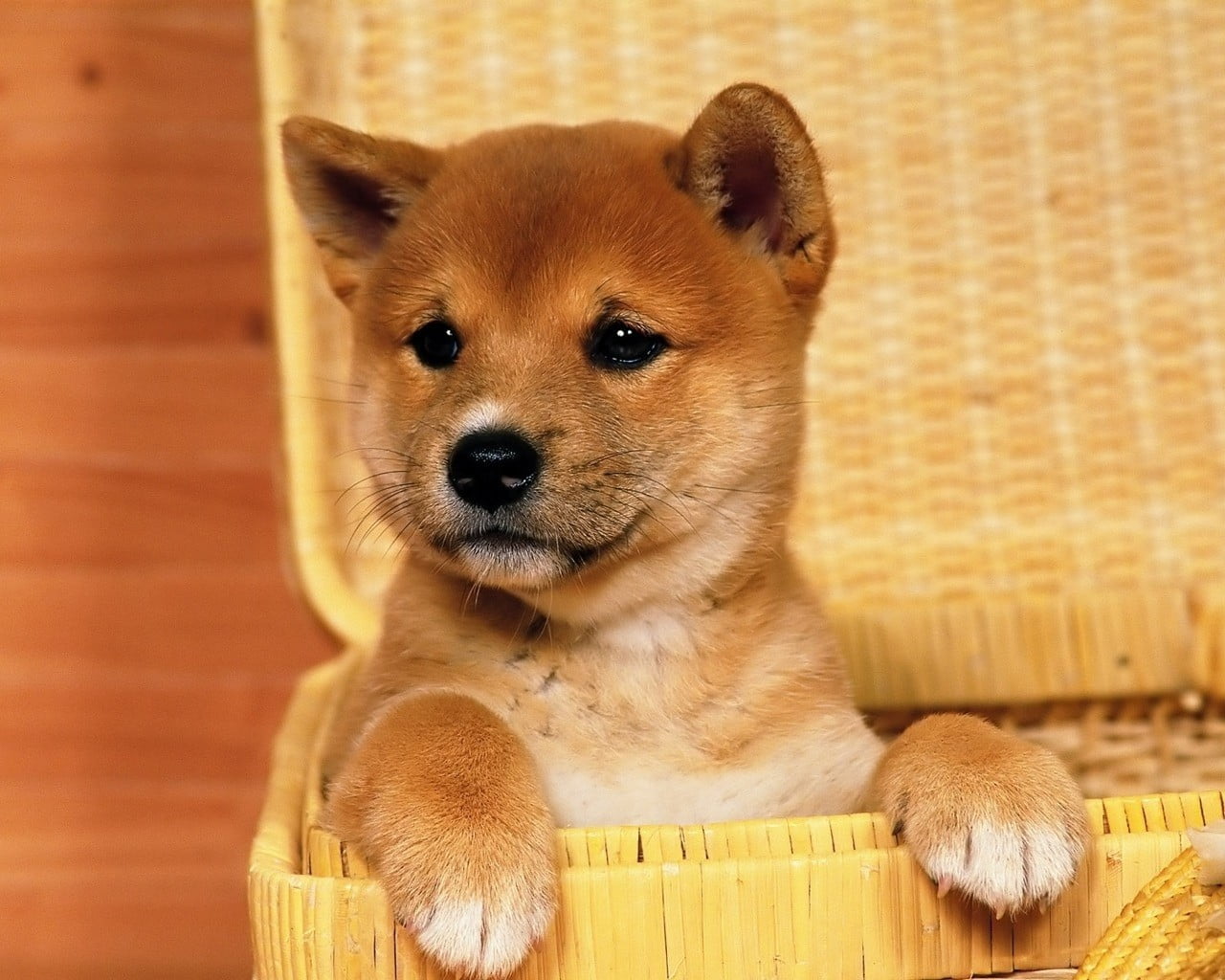 Shiba Inu In Basket - HD Wallpaper 