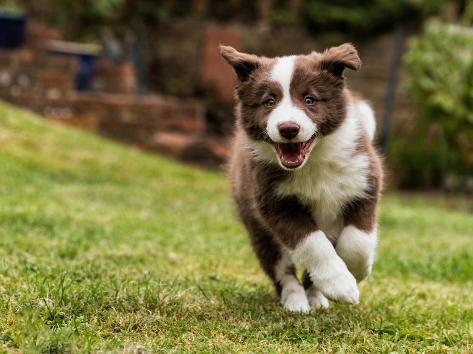 Border Collie, Dog Walking, Grass Wallpaper,border - Border Collie Puppy Brown - HD Wallpaper 
