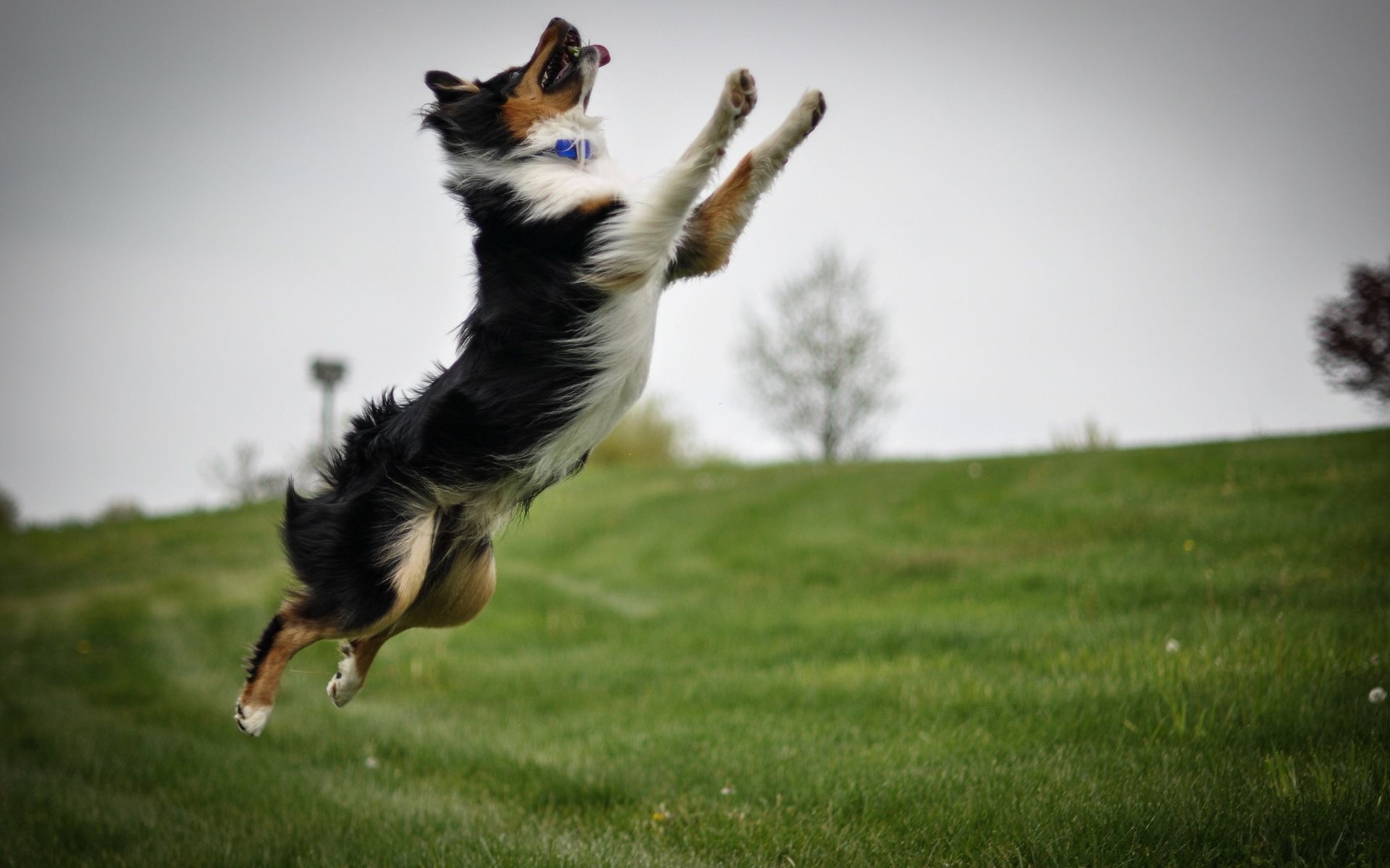 Border Collie - HD Wallpaper 