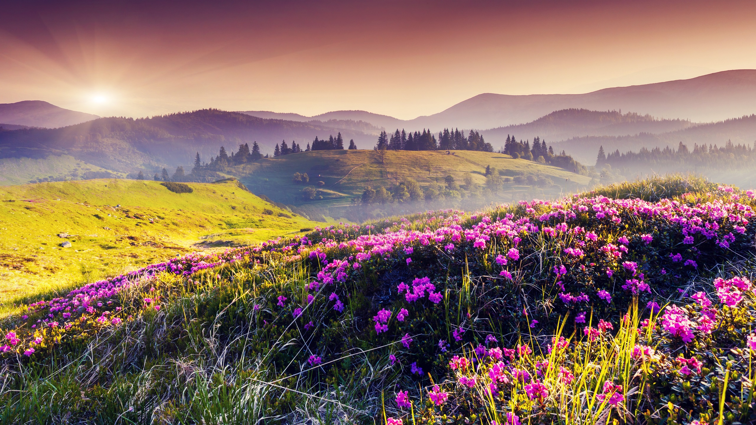 Wallpaper Nature Spring, Hills, Flowers, Trees, Sun - Hill Full Of Flowers - HD Wallpaper 