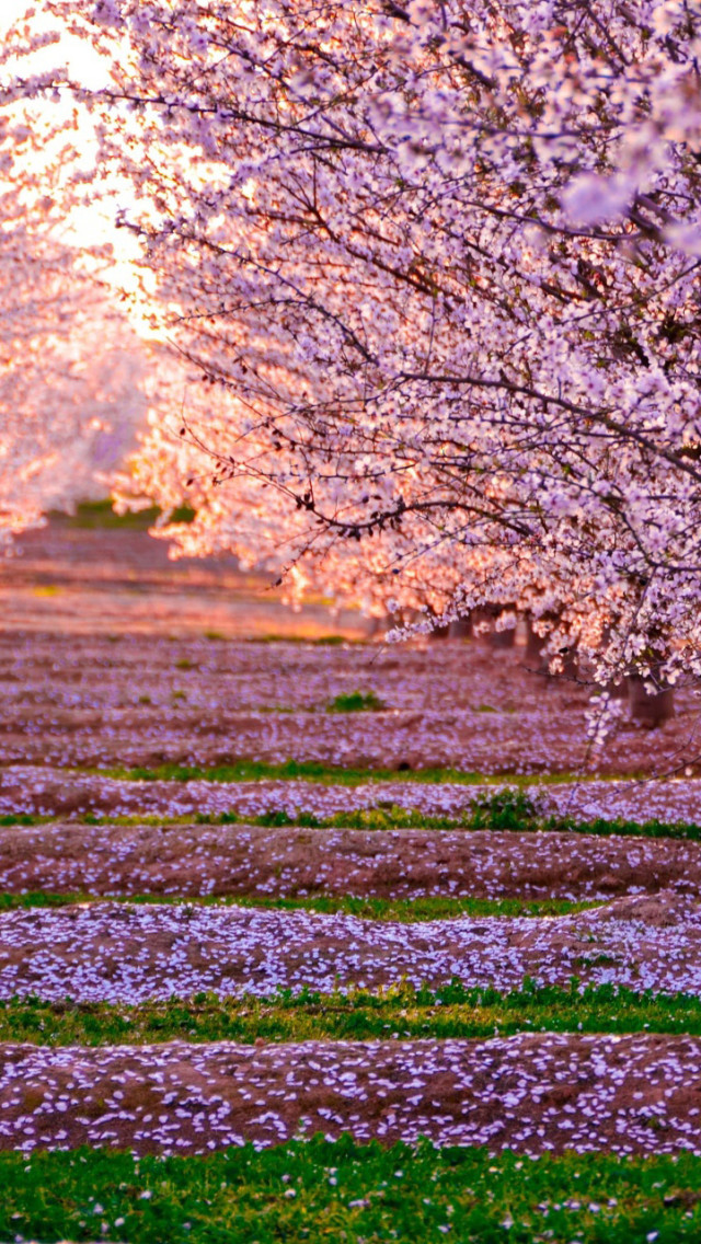 Phong Canh Hoa Anh Dao Nhat Ban - HD Wallpaper 