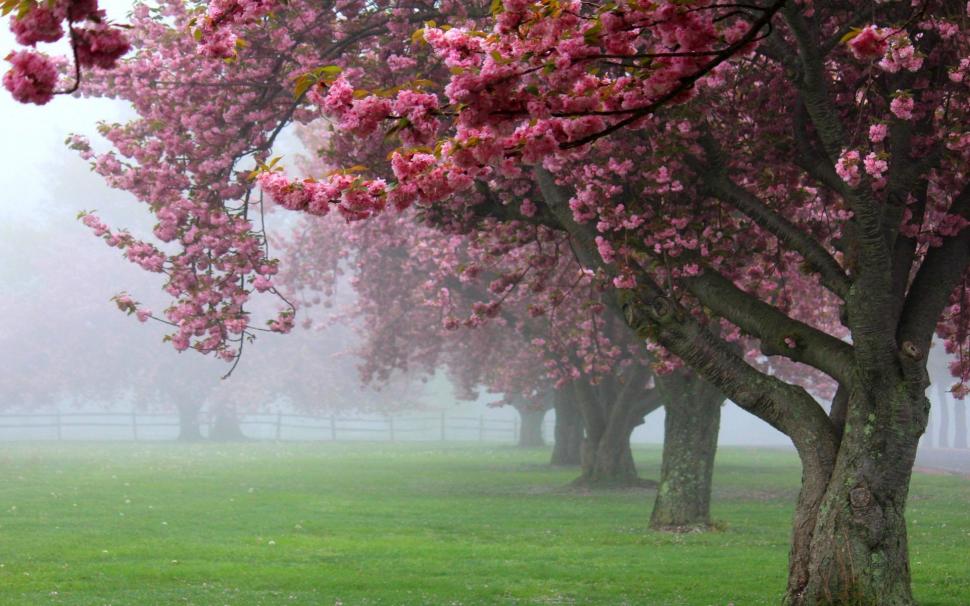 Nature, Landscape, Cherry Trees, Mist, Pink, Flowers, - HD Wallpaper 