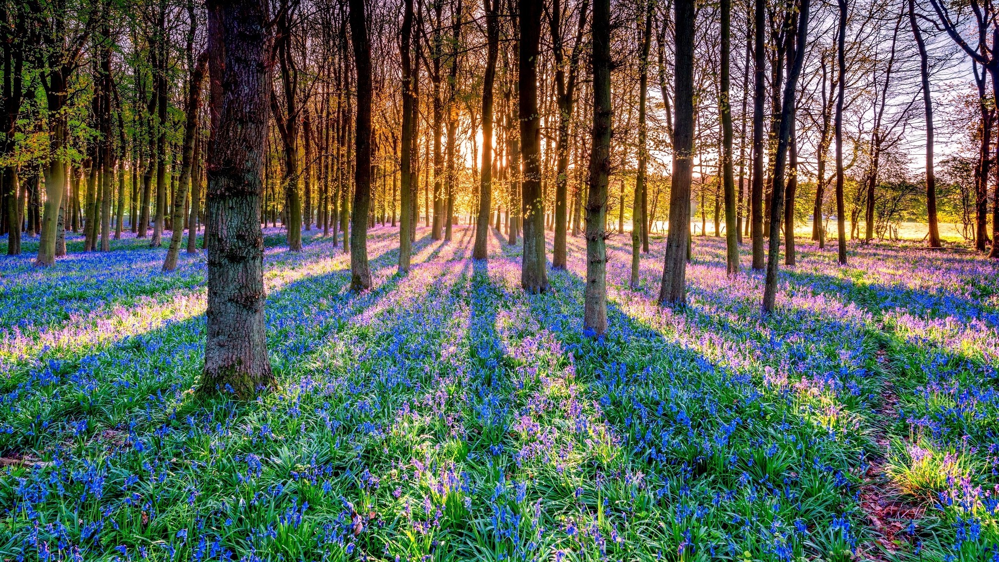 Wallpaper Nature Flowers Trees - HD Wallpaper 