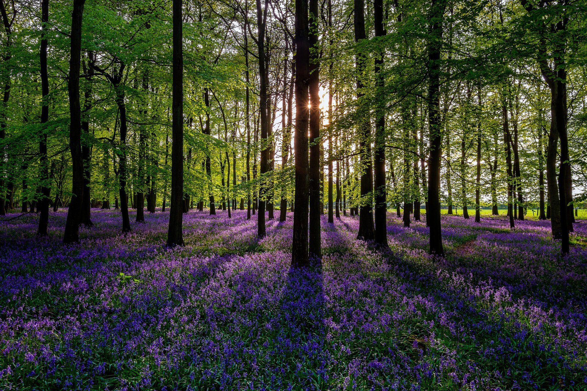 Wallpaper Nature Flowers Trees - HD Wallpaper 
