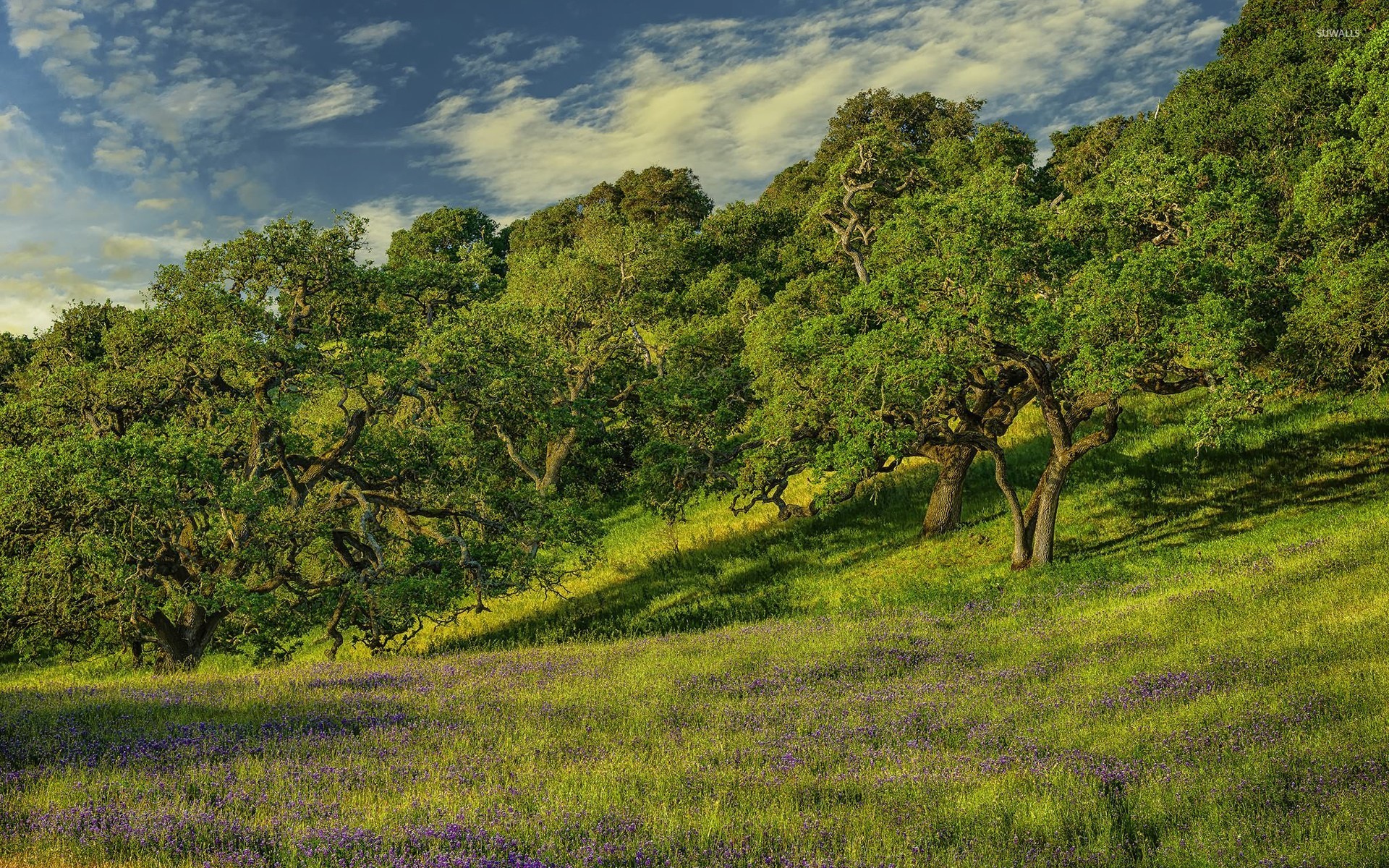 Saw Palmetto - 1920x1200 Wallpaper - teahub.io