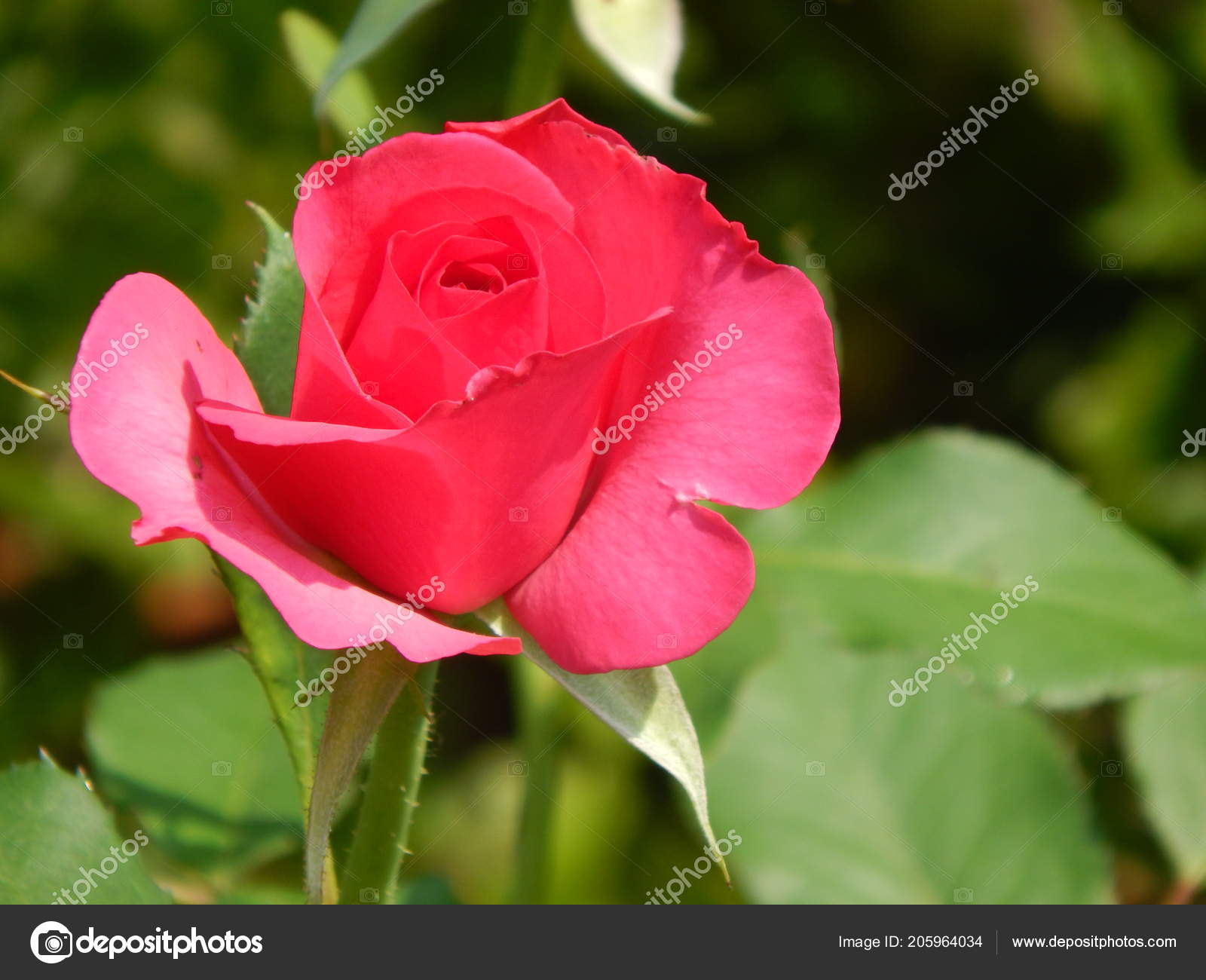 Garden Roses - HD Wallpaper 