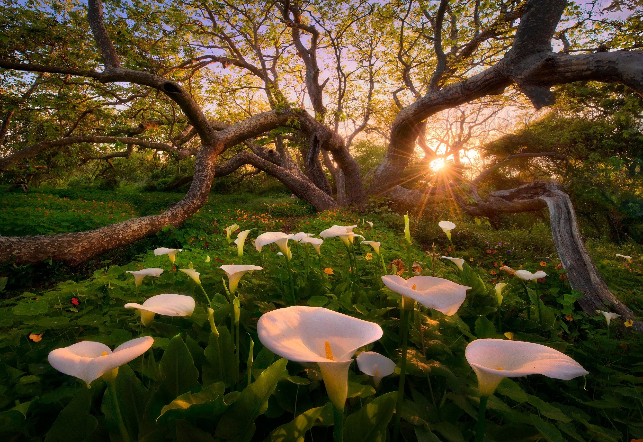 Wallpaper Nature Flowers Trees - HD Wallpaper 