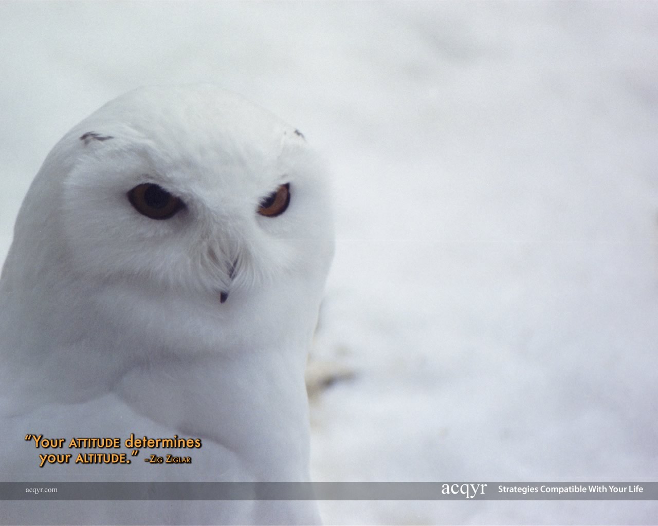Snowy Owl - HD Wallpaper 