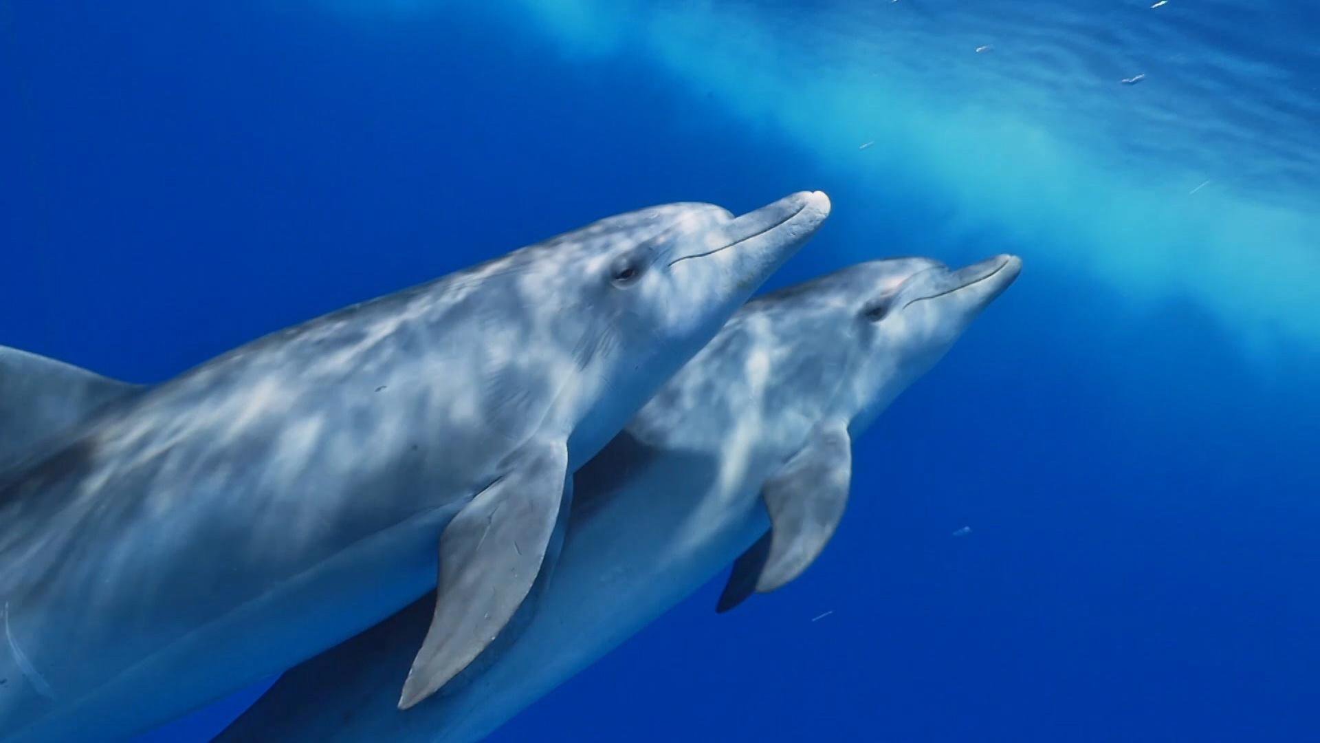 Bottlenose Dolphins Intimate Moment - HD Wallpaper 