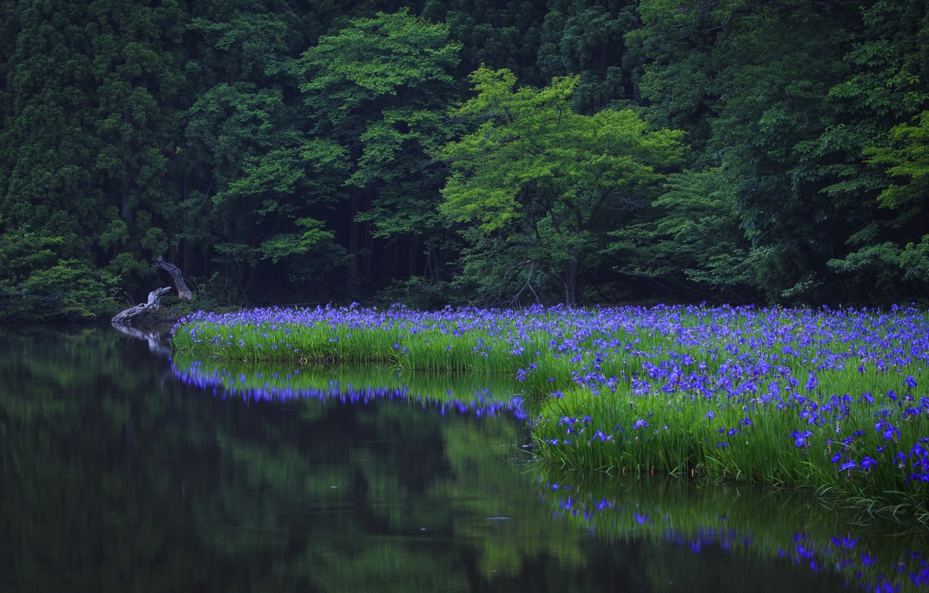 Photo Wallpaper Grass, Water, Trees, Flowers, Nature, - Синяя Трава - HD Wallpaper 