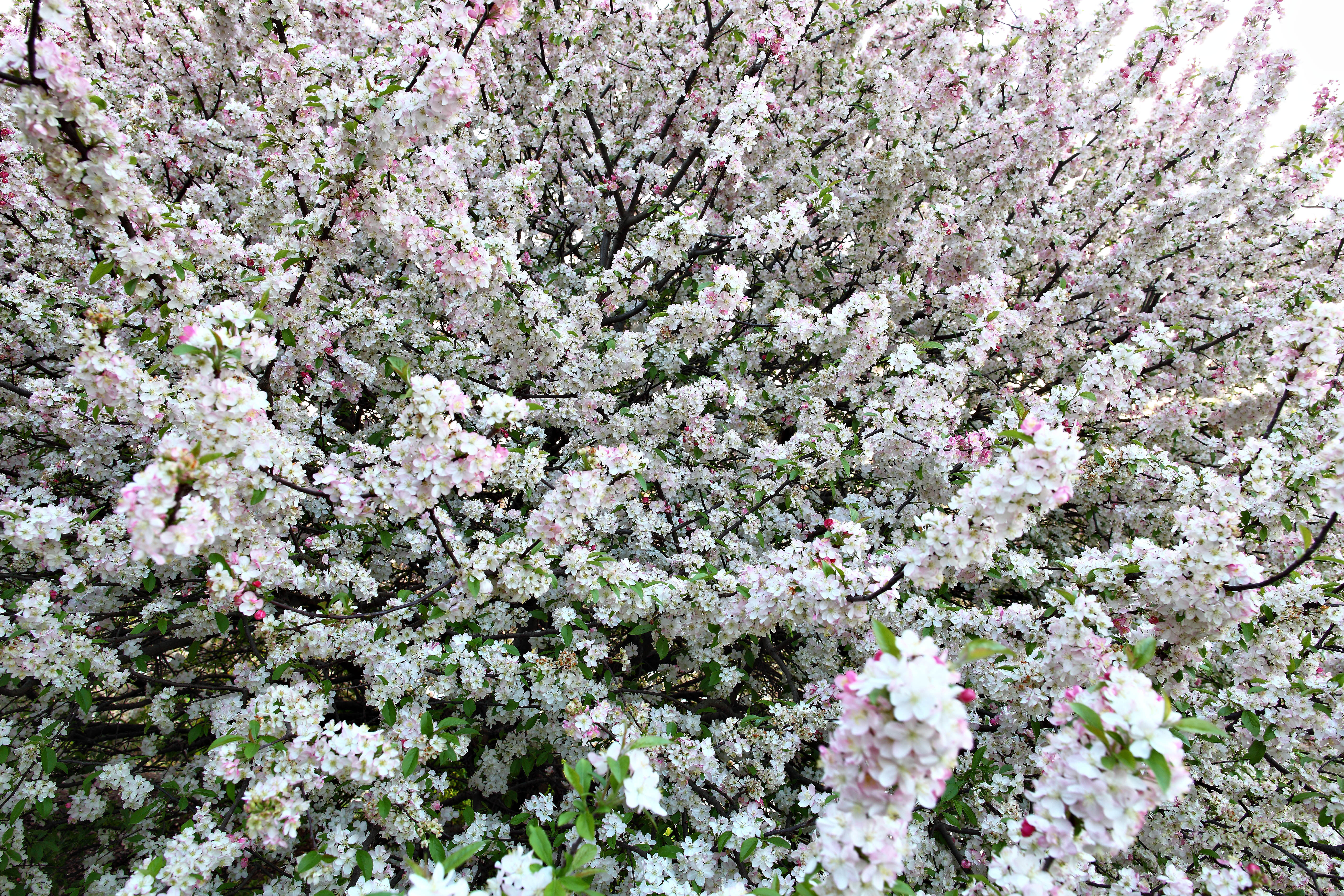 Spring Flowering Tree - Small Spring Flowering Trees - HD Wallpaper 