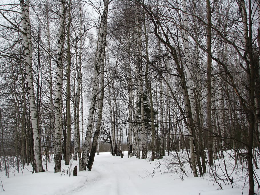 Winter, Forest, Birch, Frost, Winter Forest, Snow, - HD Wallpaper 