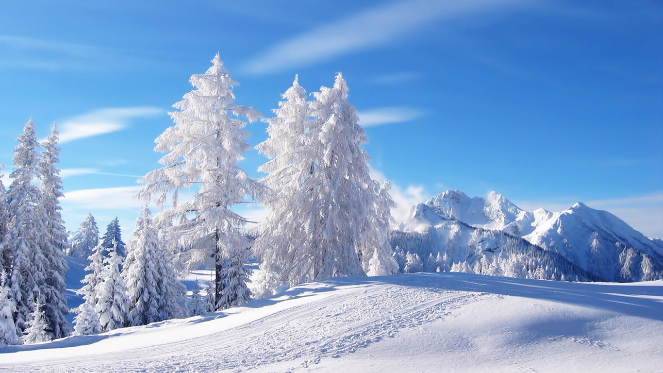 Snowed White Trees-winter Scenery Hd Wallpaper2012 - Fond D Écran Paysage - HD Wallpaper 