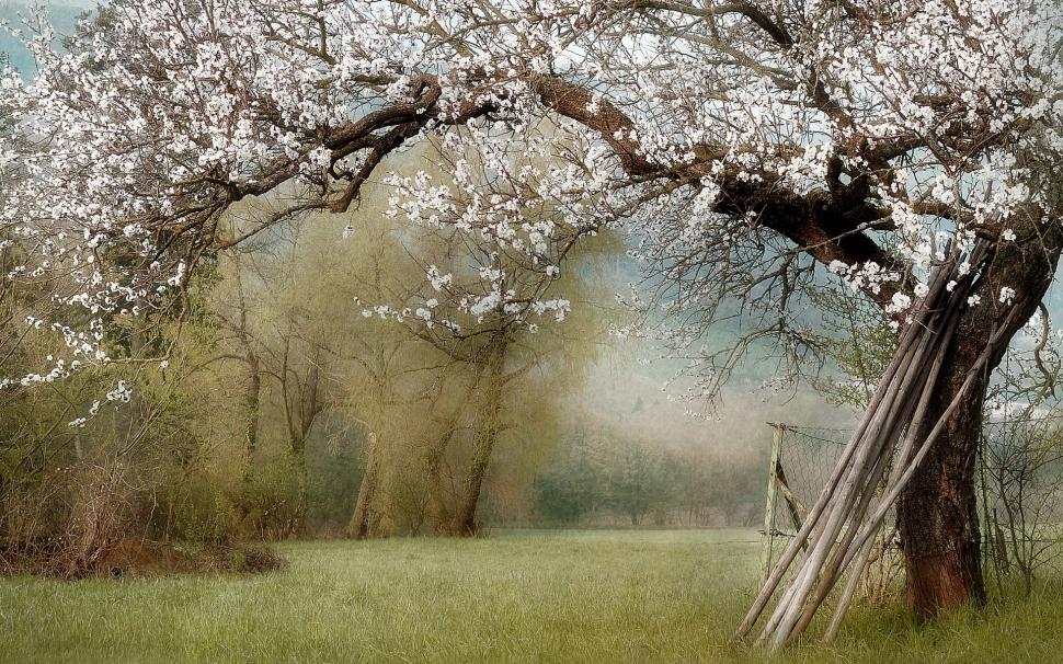 Nature, Garden, Spring, Trees, White Flowers Wallpaper,nature - HD Wallpaper 