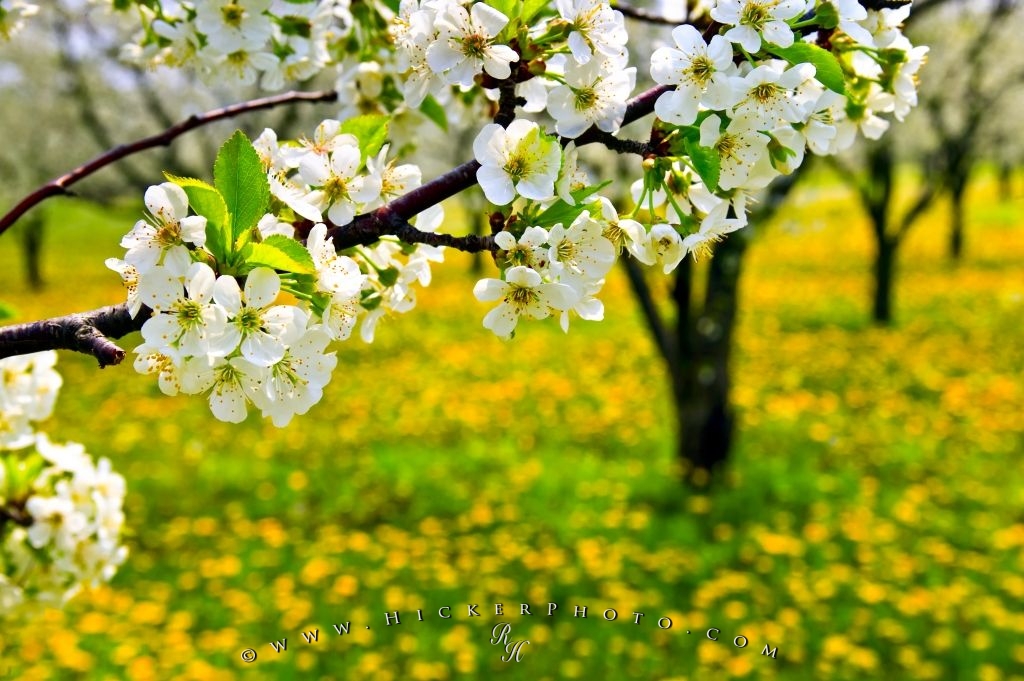 Photo Spring Flowering Tree - Spring Flowers And Trees - HD Wallpaper 