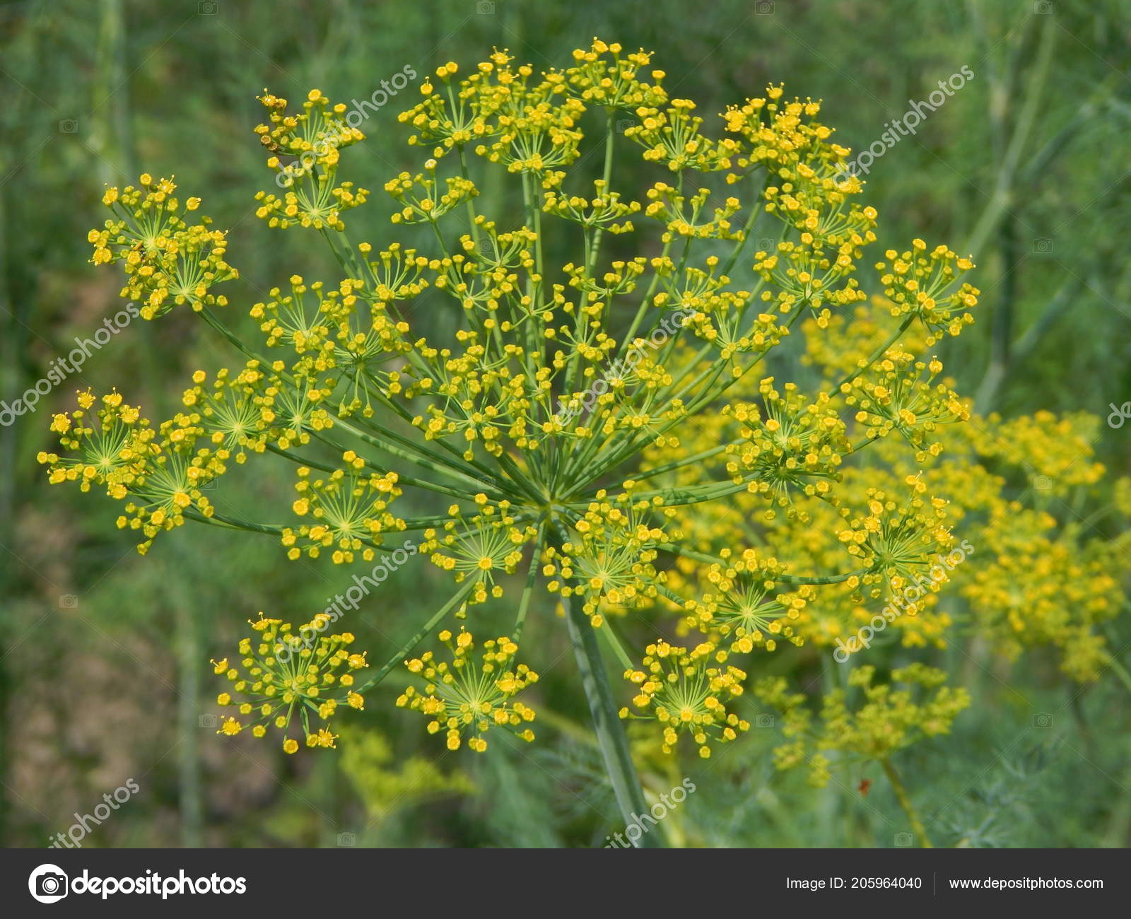 Goldenrod - HD Wallpaper 