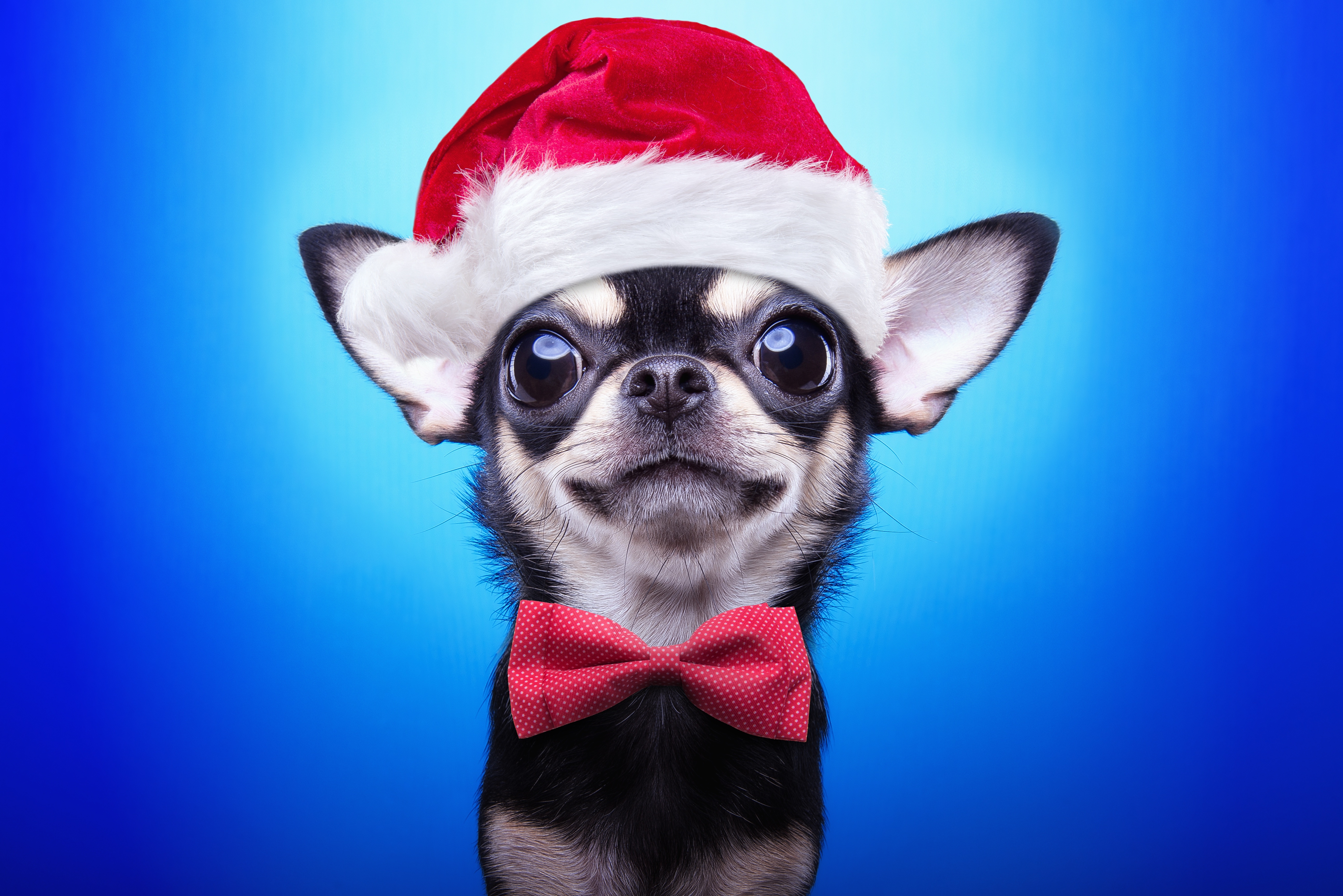 Chihuahua With Christmas Hat - HD Wallpaper 