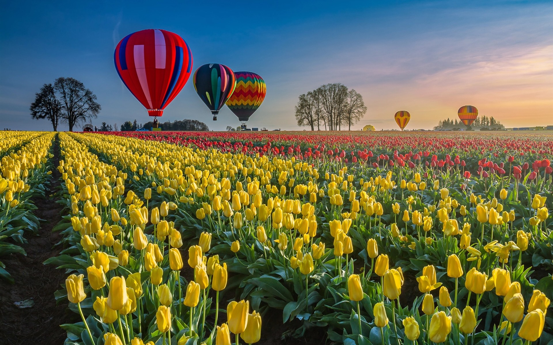 Wallpaper Tulips Field, Hot Air Balloon - Tulip Fields Hot Air Balloons - HD Wallpaper 