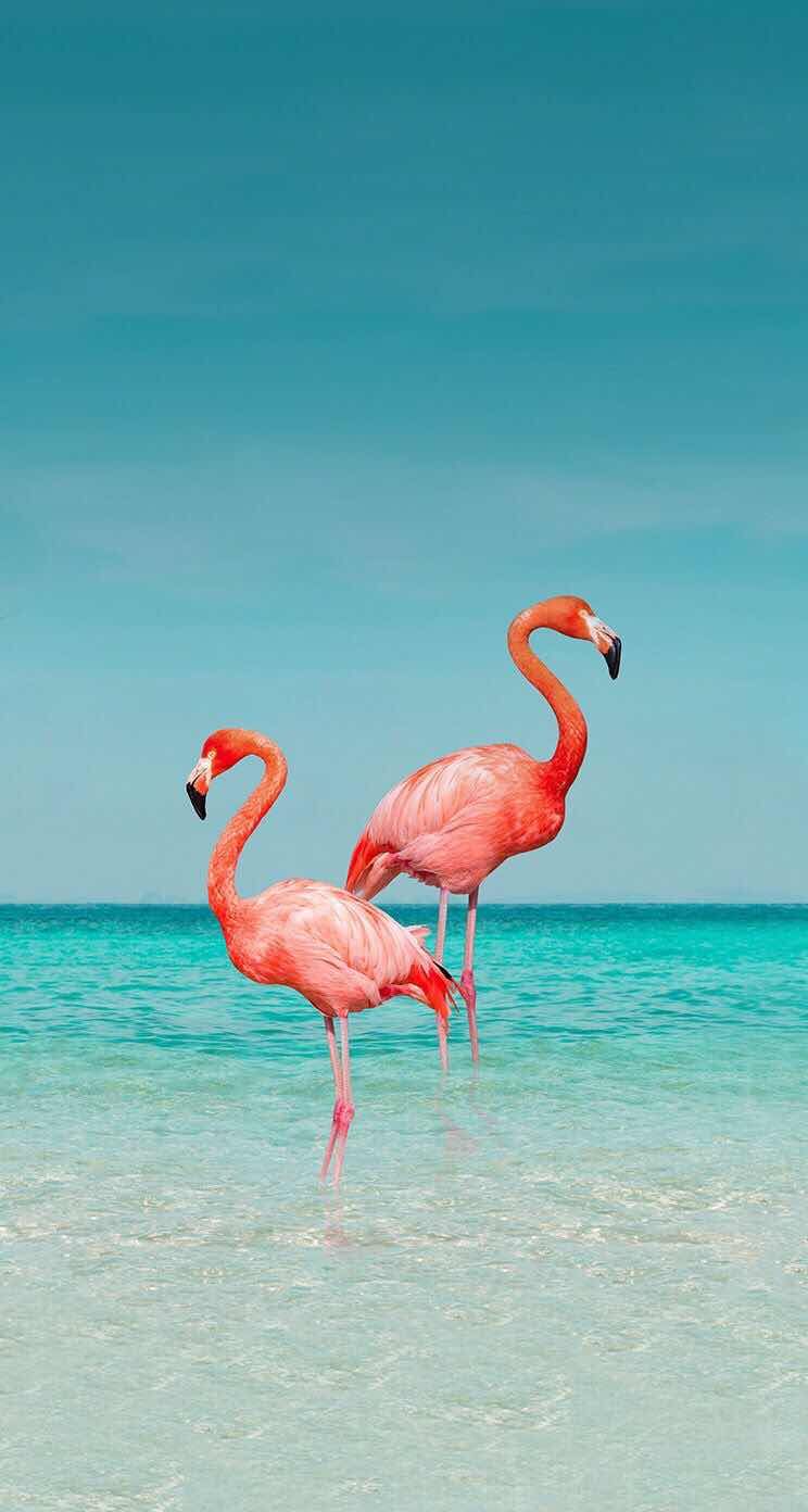 Iphone Wallpaper 2019 Flamingo - HD Wallpaper 