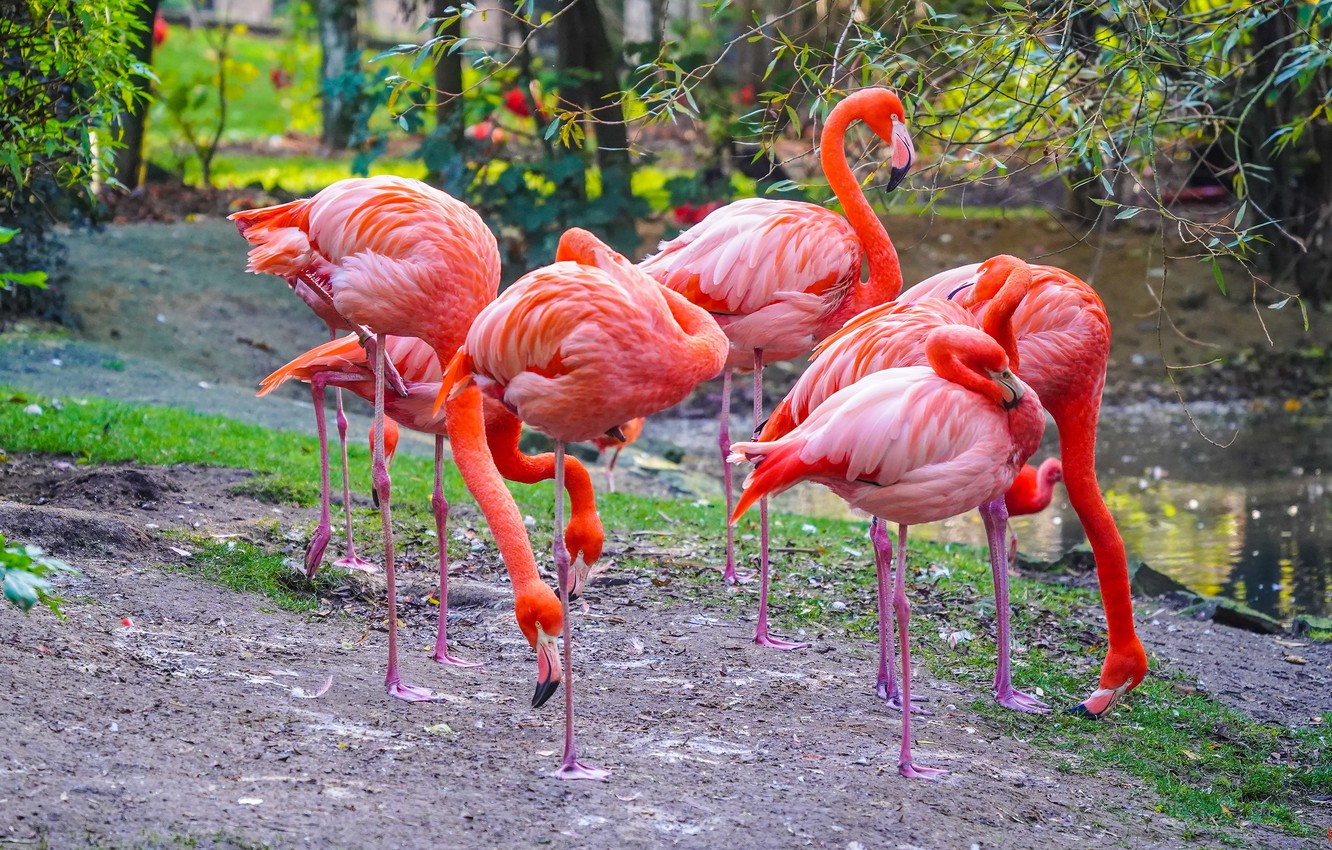 Photo Wallpaper Birds, Pack, Flamingo, Pond, Pink Flamingos - Greater Flamingo - HD Wallpaper 