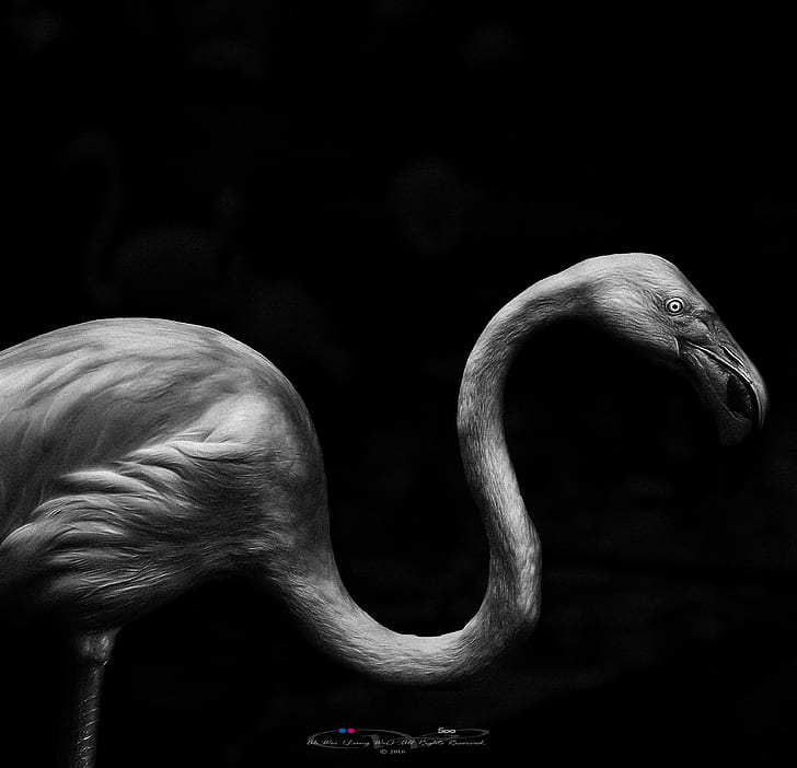 Gray Flamingo Artwork, Phoenicopteridae, Greater Flamingo, - Flamingo Black And White - HD Wallpaper 