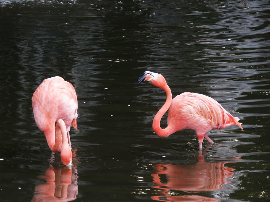 Flamingo, Water Birds, Exotic Birds, Flamingos, Pink - Birds - HD Wallpaper 