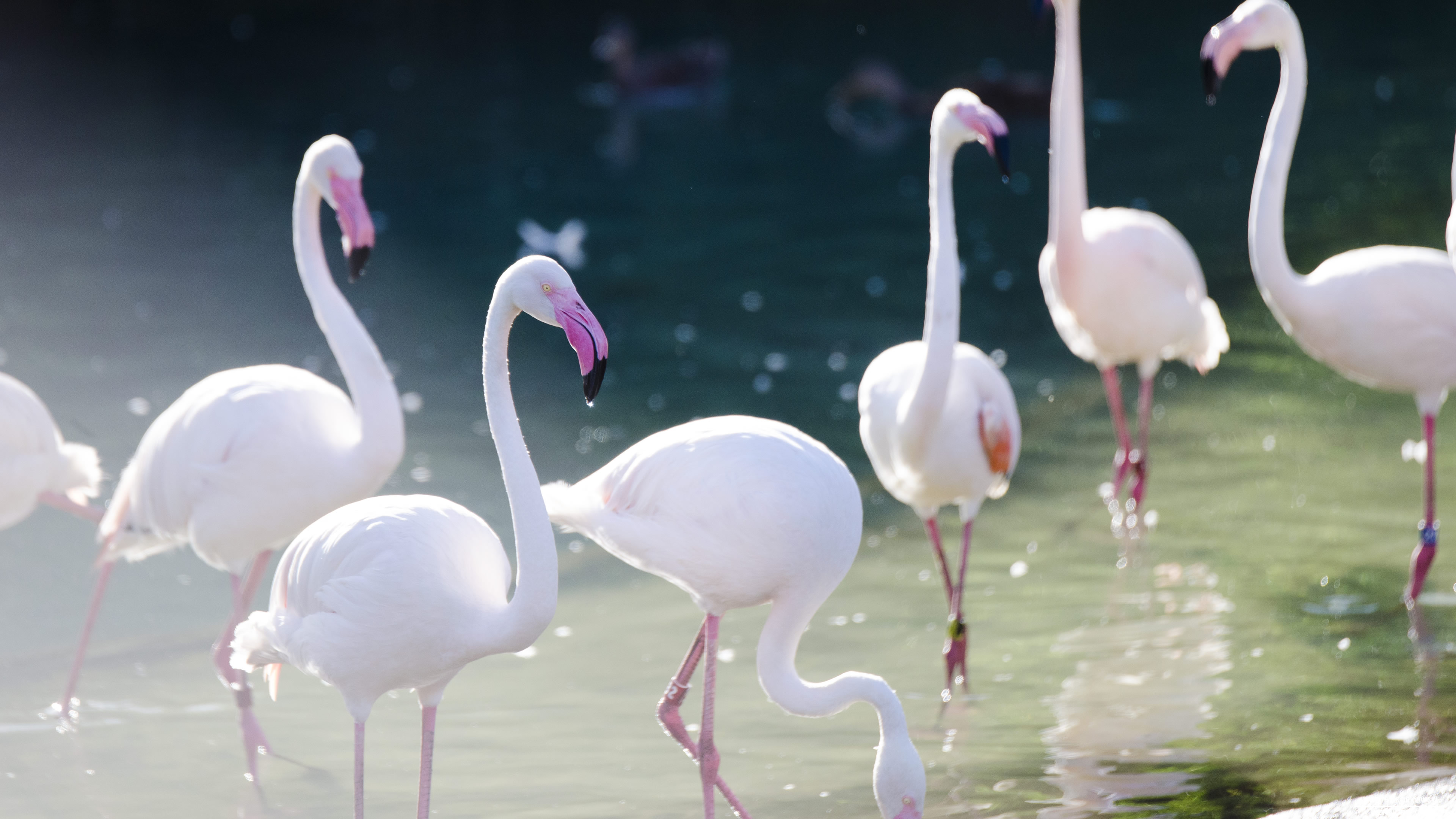 White Flamingo Images Hd - HD Wallpaper 