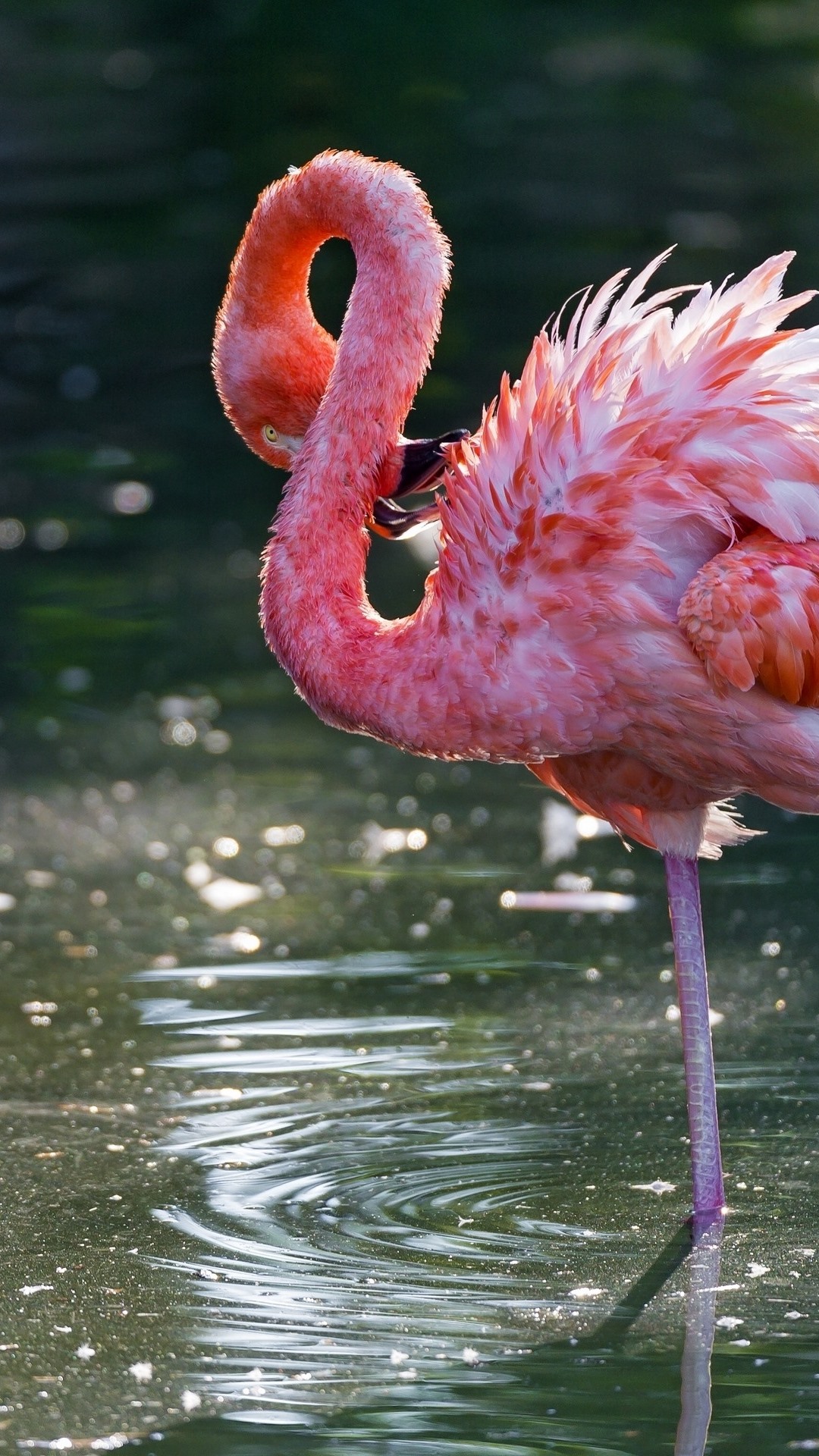 Iphone Wallpaper Flamingo, Pink Feathers, Bird, Lake - Flamingo Background  5s - 1080x1920 Wallpaper 