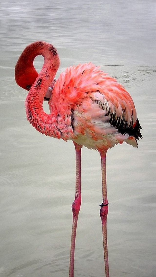 Flamingo Phone Wallpaper - Flamingos Feos - HD Wallpaper 