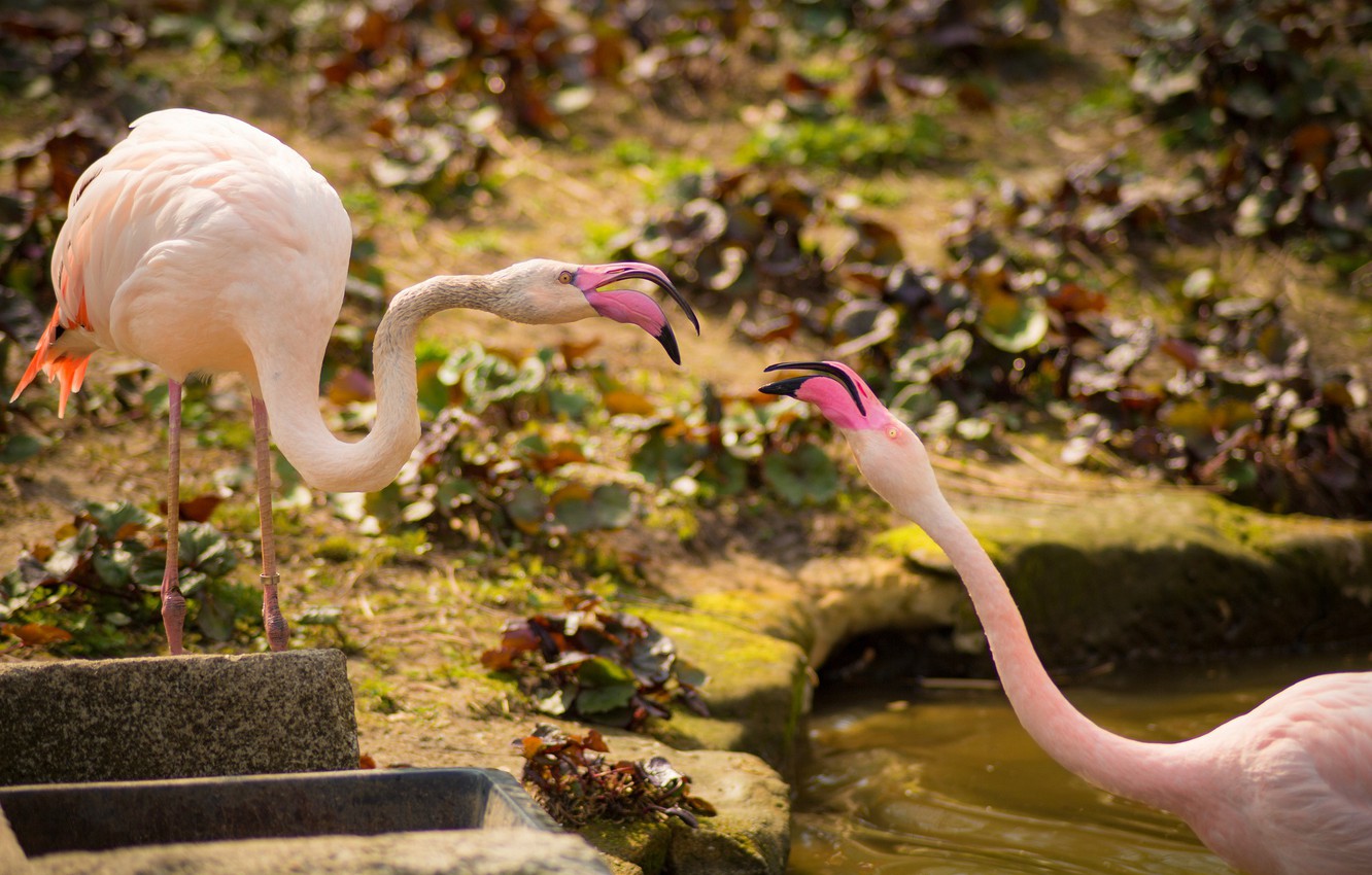 Photo Wallpaper Birds, A Couple, Flamingo, Pink Flamingos - Greater Flamingo - HD Wallpaper 