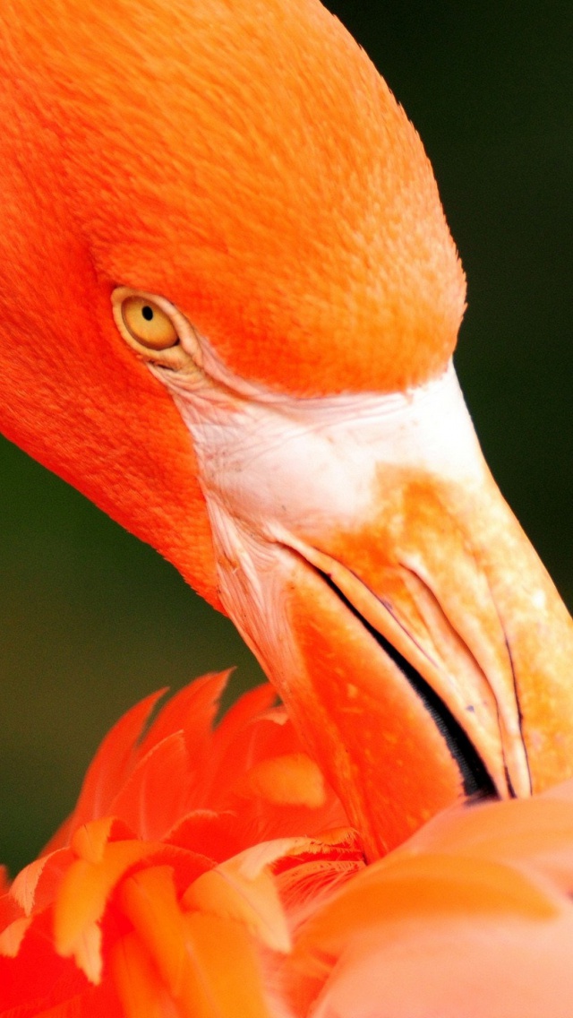 Iphone 5 Flamingo - HD Wallpaper 