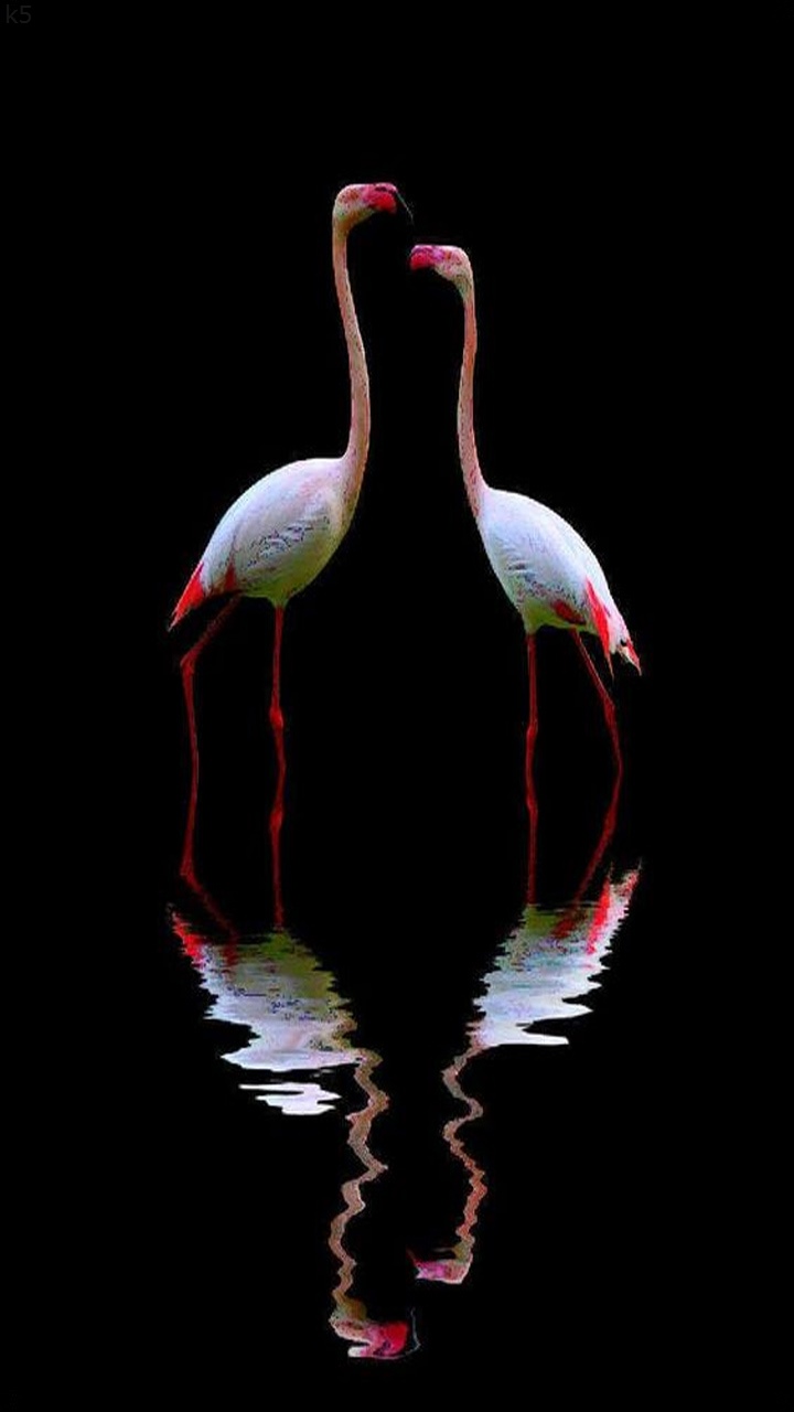 Birds - HD Wallpaper 