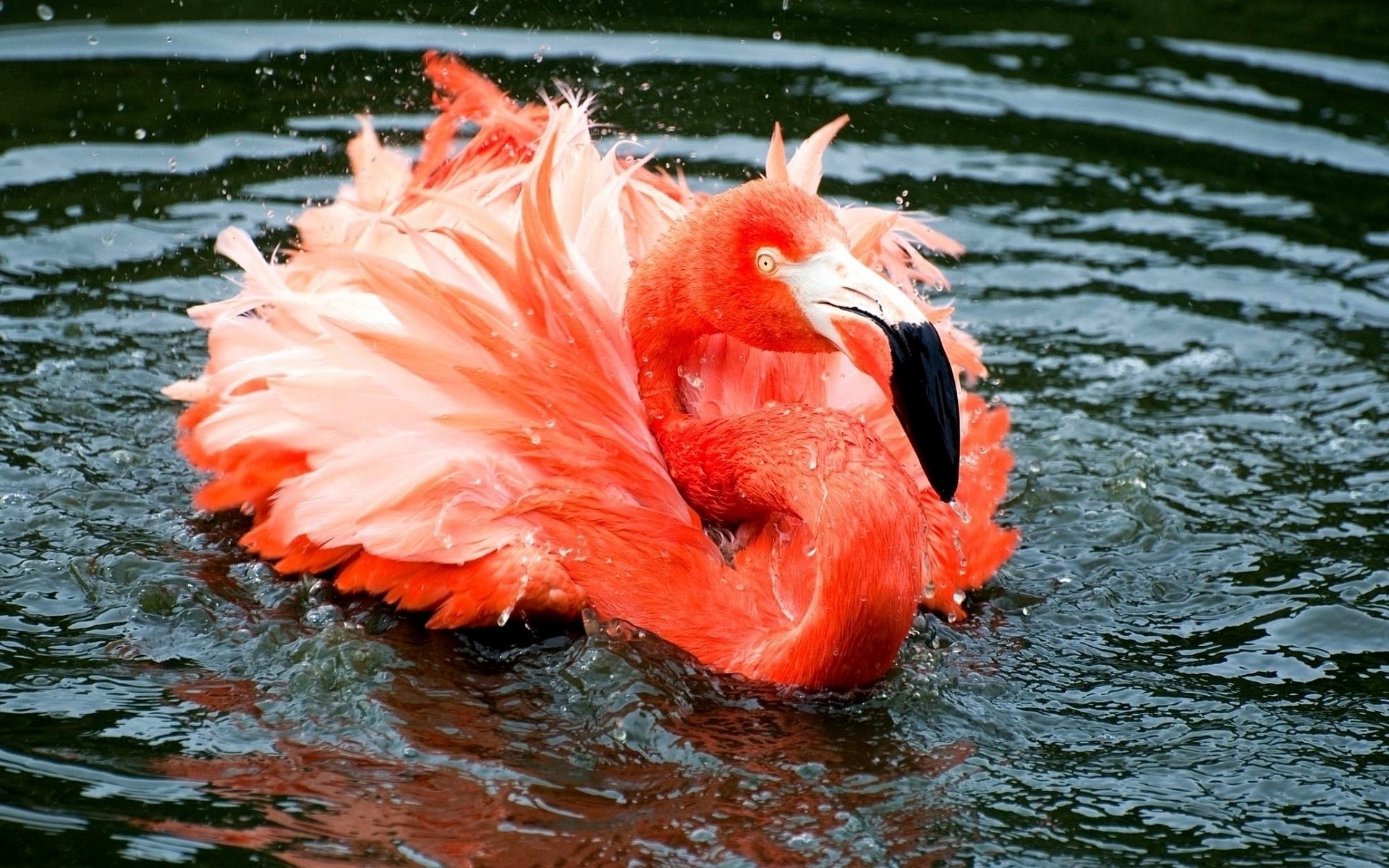 Swimming Flamingo 1920x1200 Wallpaper teahub.io