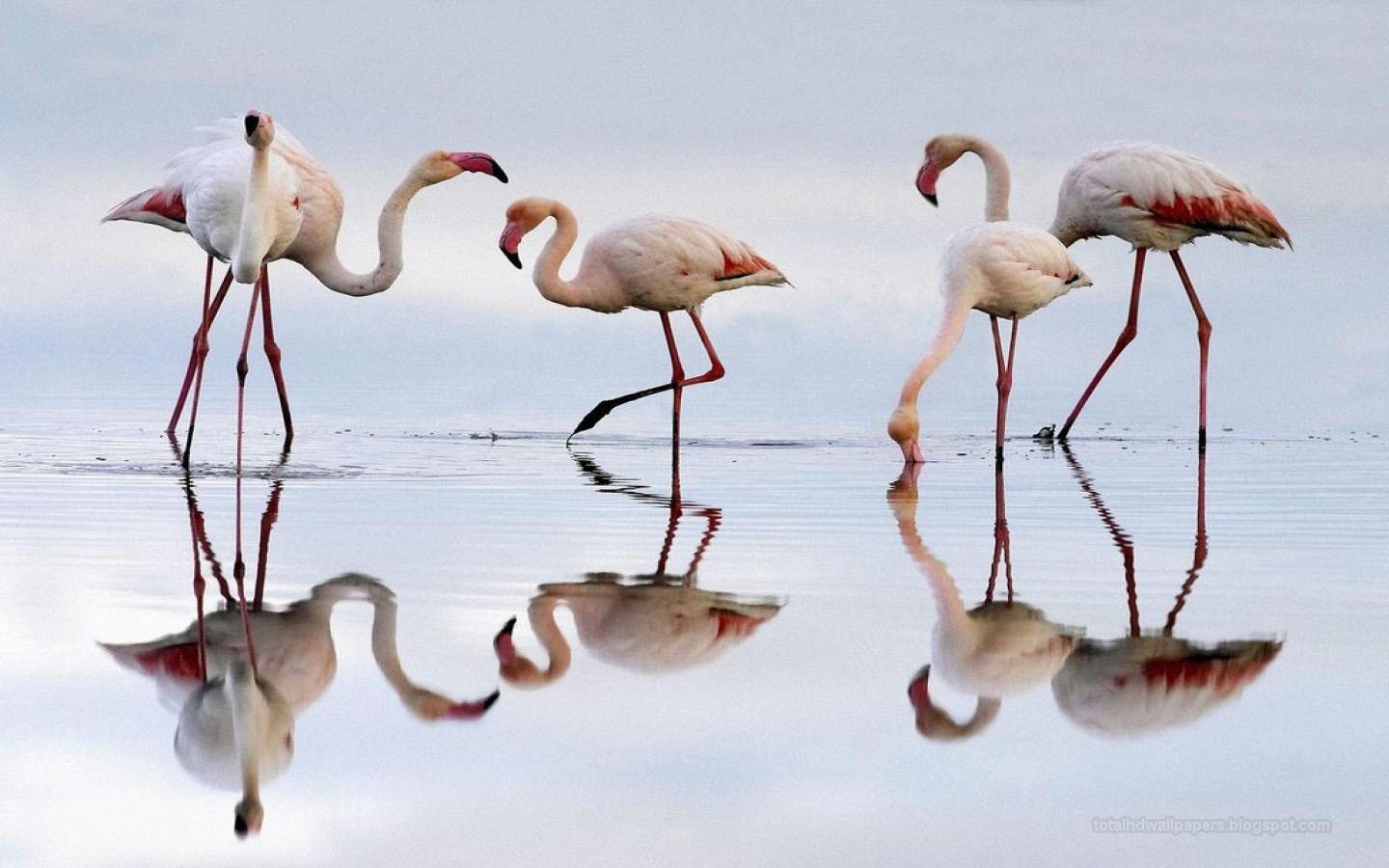 White Flamingo Images Hd - HD Wallpaper 