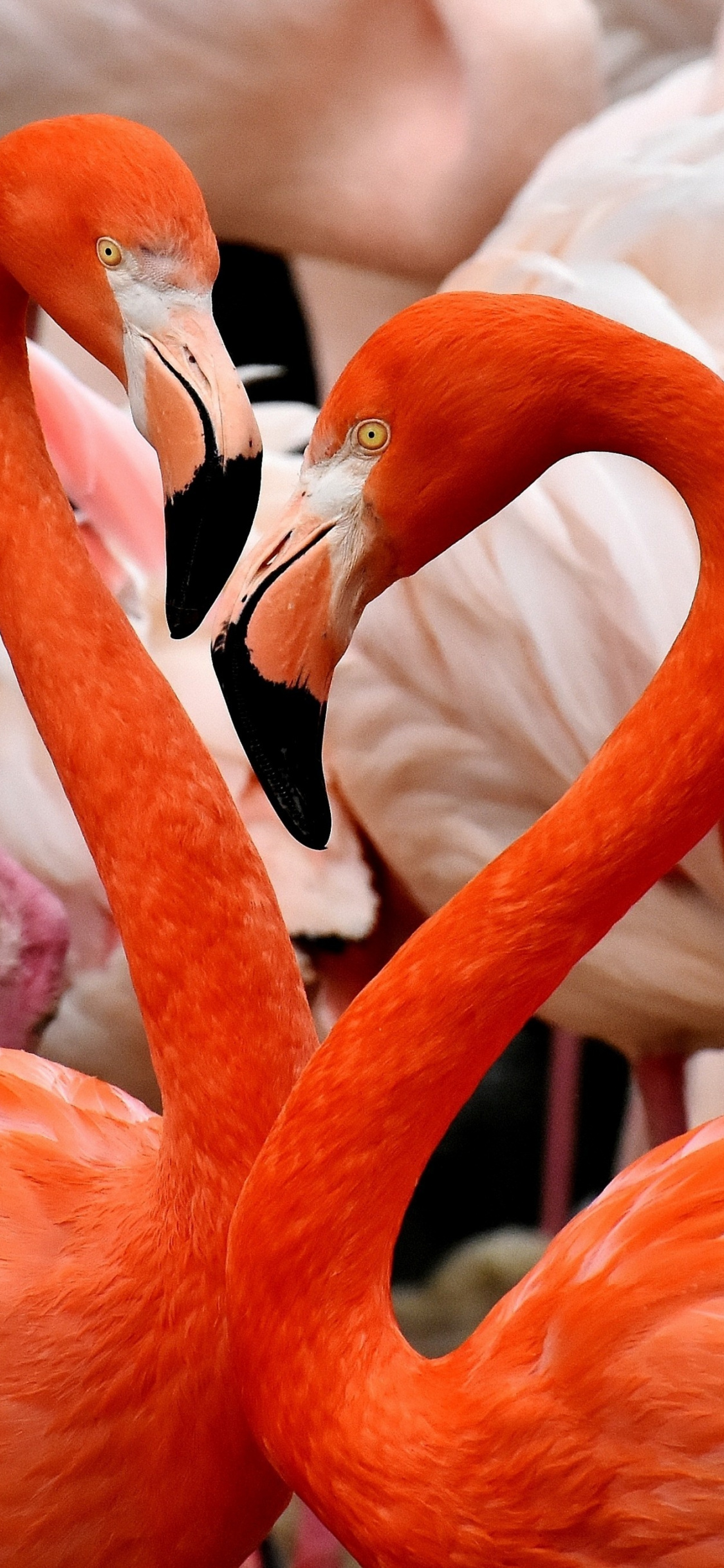 Flamingo, Birds, Wallpaper - Flamingo Wallpaper Hd Iphone - HD Wallpaper 