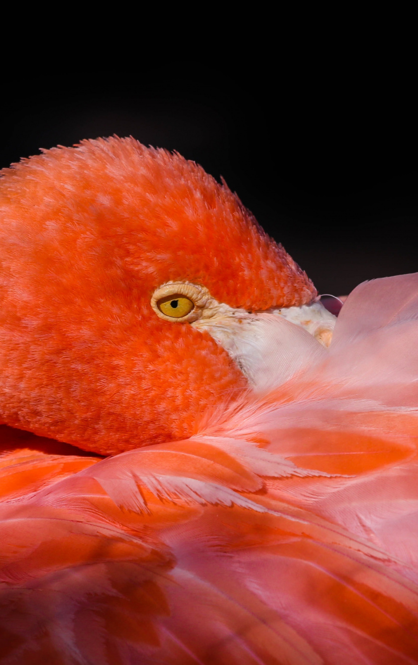 Feathers, Pink Bird, Flamingo, Wallpaper - Tropical Life Flamingo - HD Wallpaper 
