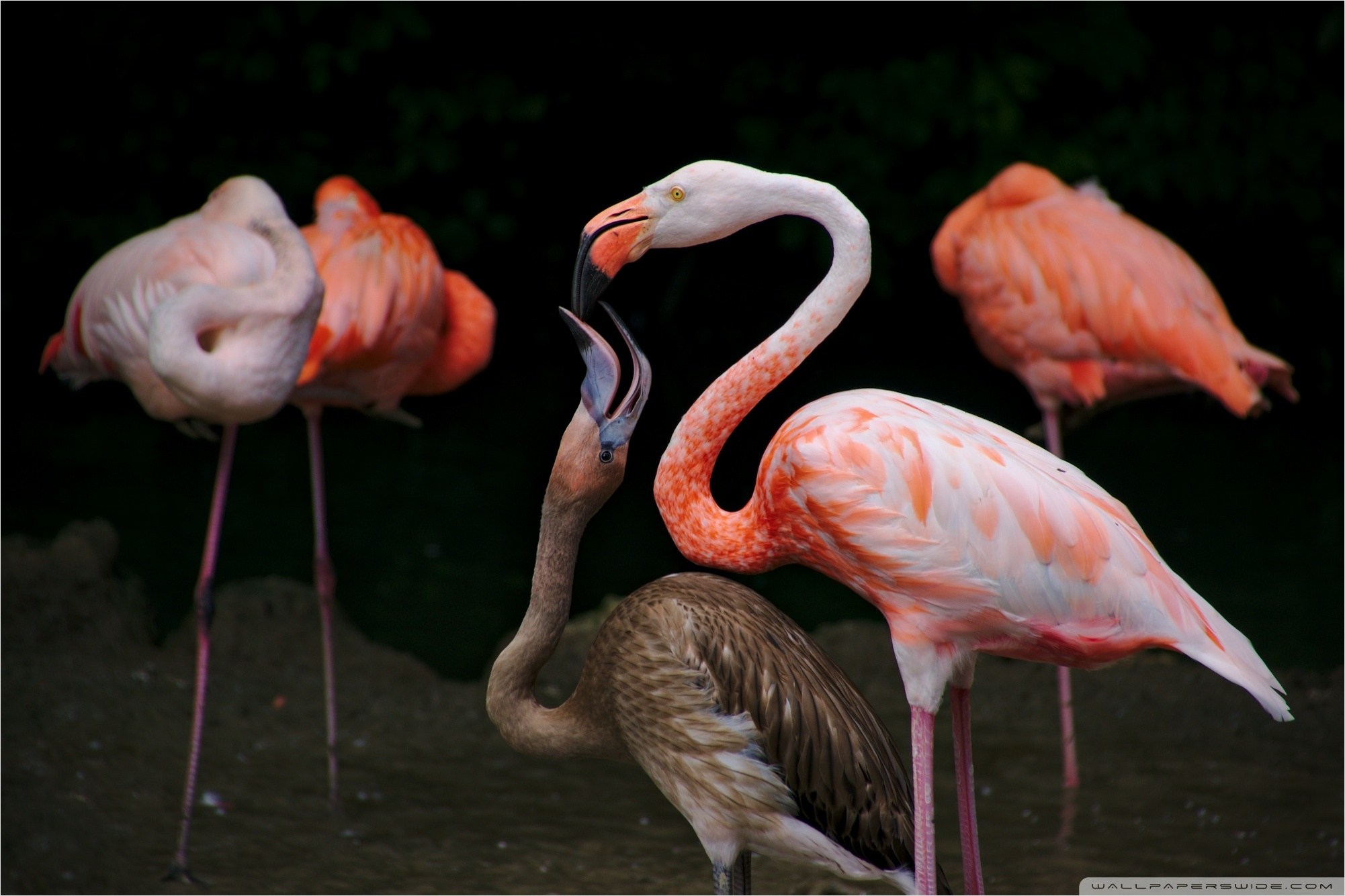 Flamingo Crop Milk - HD Wallpaper 