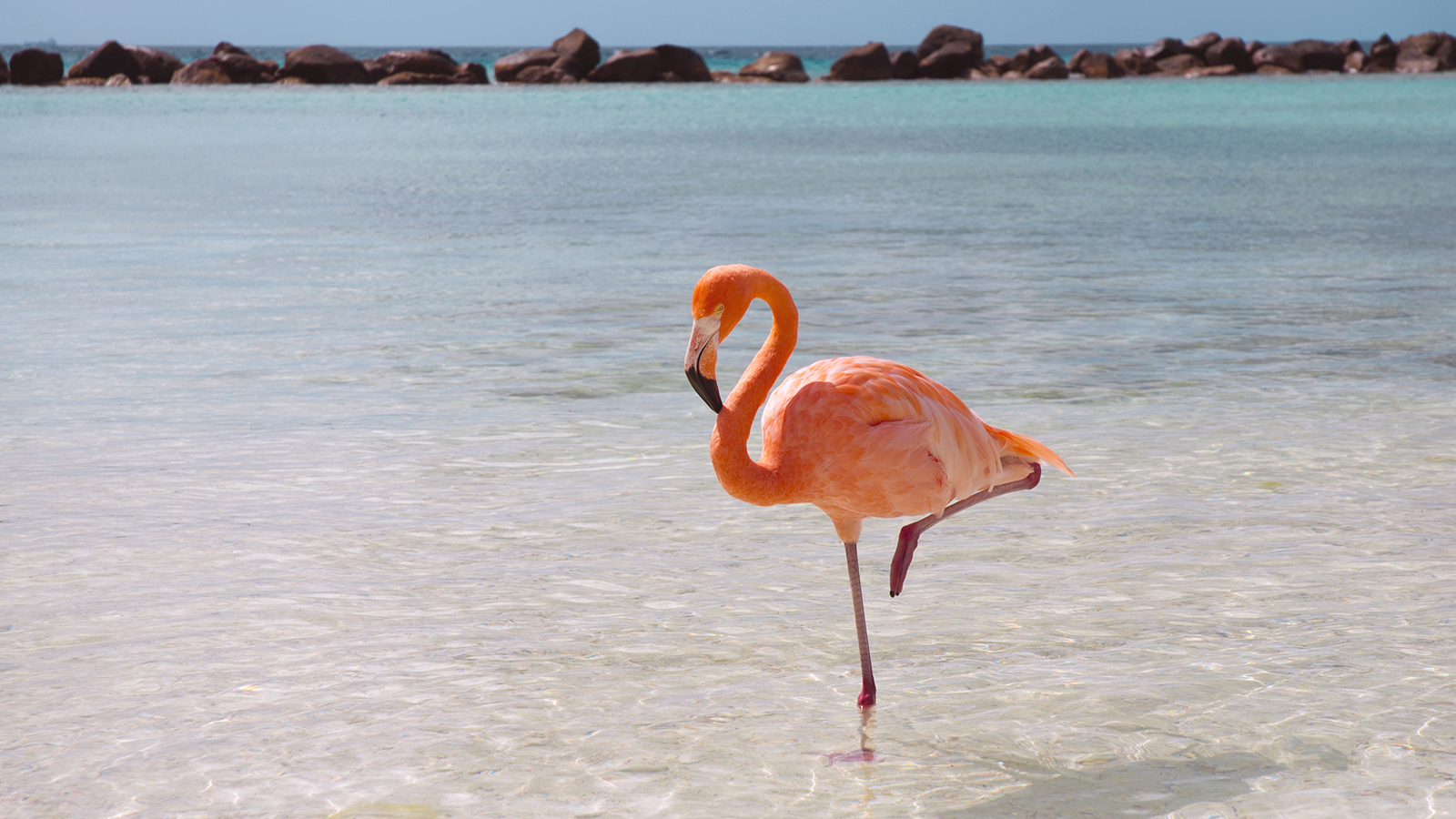 Flamingo In The Water - HD Wallpaper 