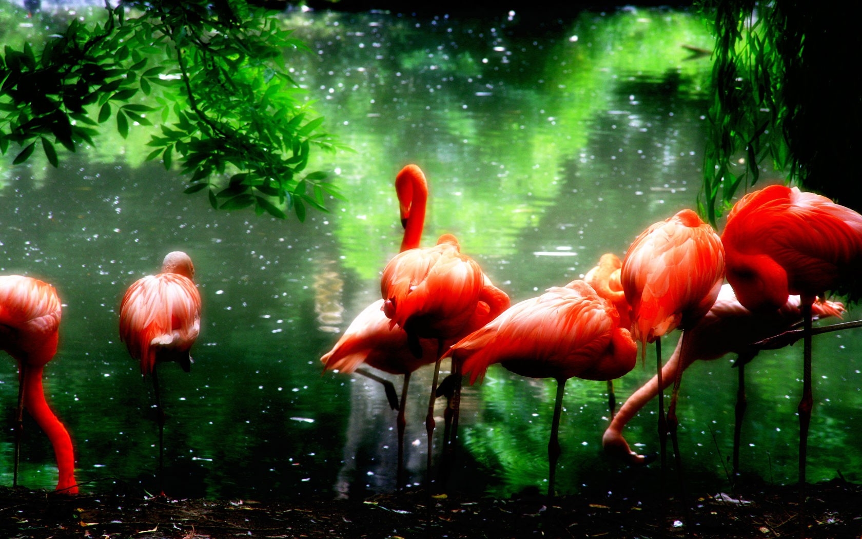 Flamingo Art Wallpaper Hd - HD Wallpaper 