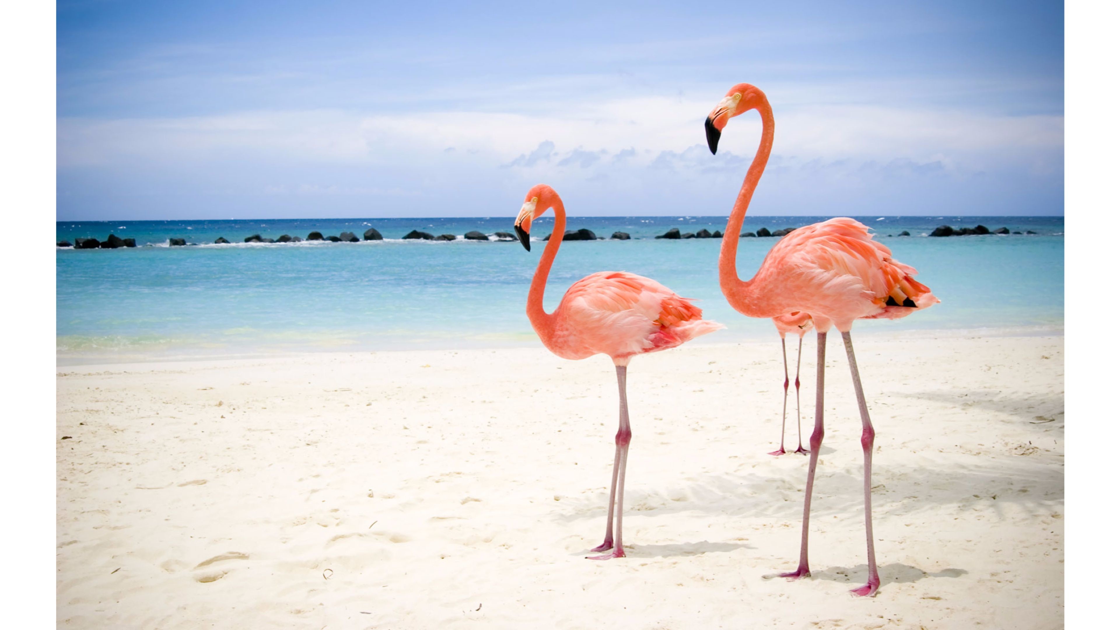 3840x2160, Miami Beach Flamingo 4k Wallpaper 
 Data - Flamingo Wallpaper Hd - HD Wallpaper 