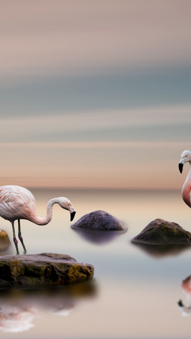 Flamingo, Bird, Ocean, 5k - Flamingo - HD Wallpaper 