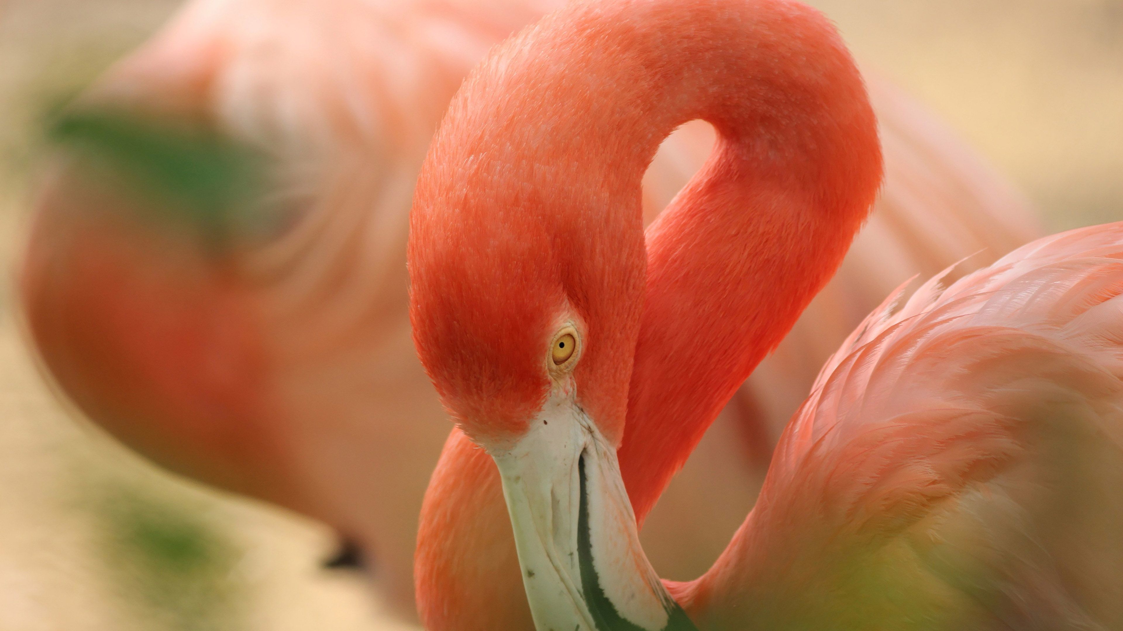 Greater Flamingo - HD Wallpaper 