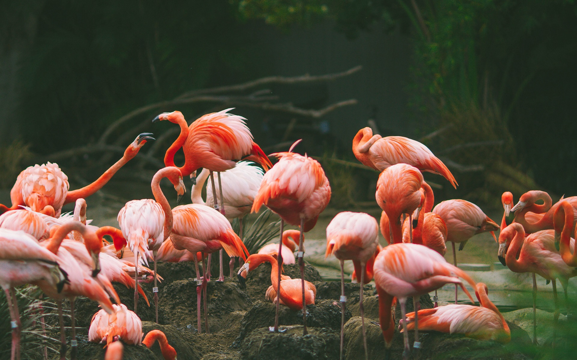 Wallpaper Flamingo Photography, Birds - Wallpaper - HD Wallpaper 