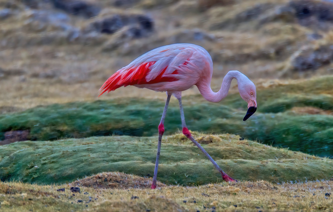 Photo Wallpaper Field, Nature, Pose, Rain, Bird, Flamingo, - Greater Flamingo - HD Wallpaper 